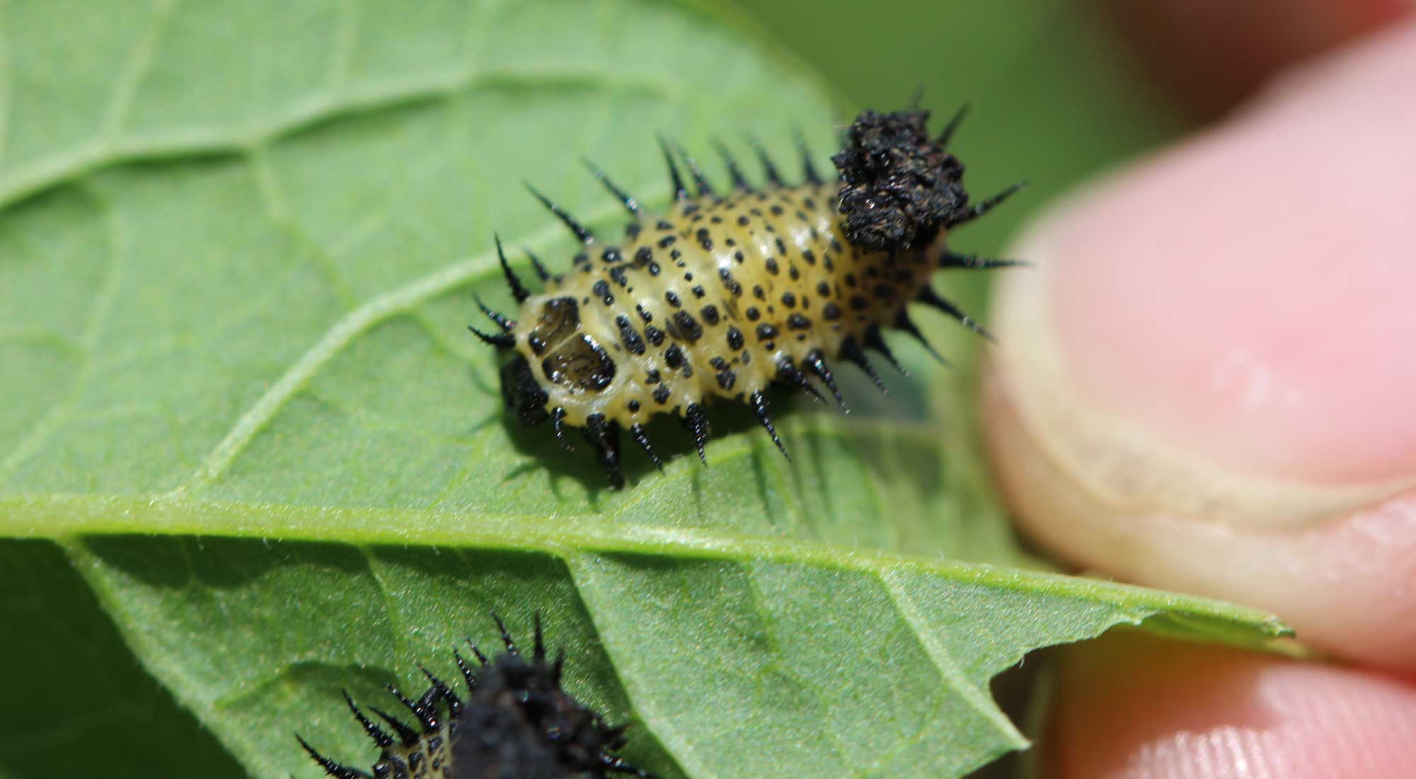 Tortoise beetle deals