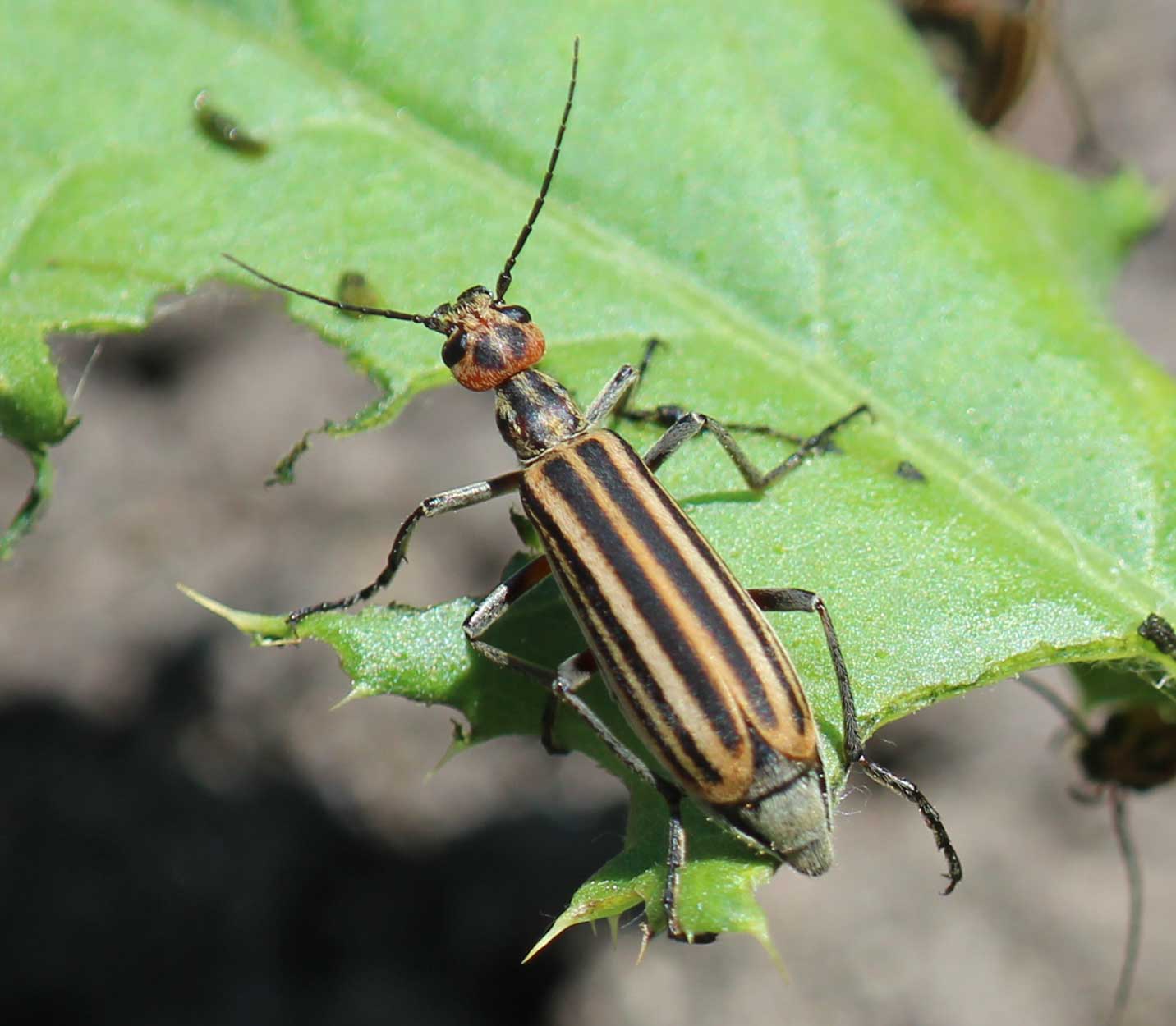 Orange beetle with black stripes and a red head on a green leaf.