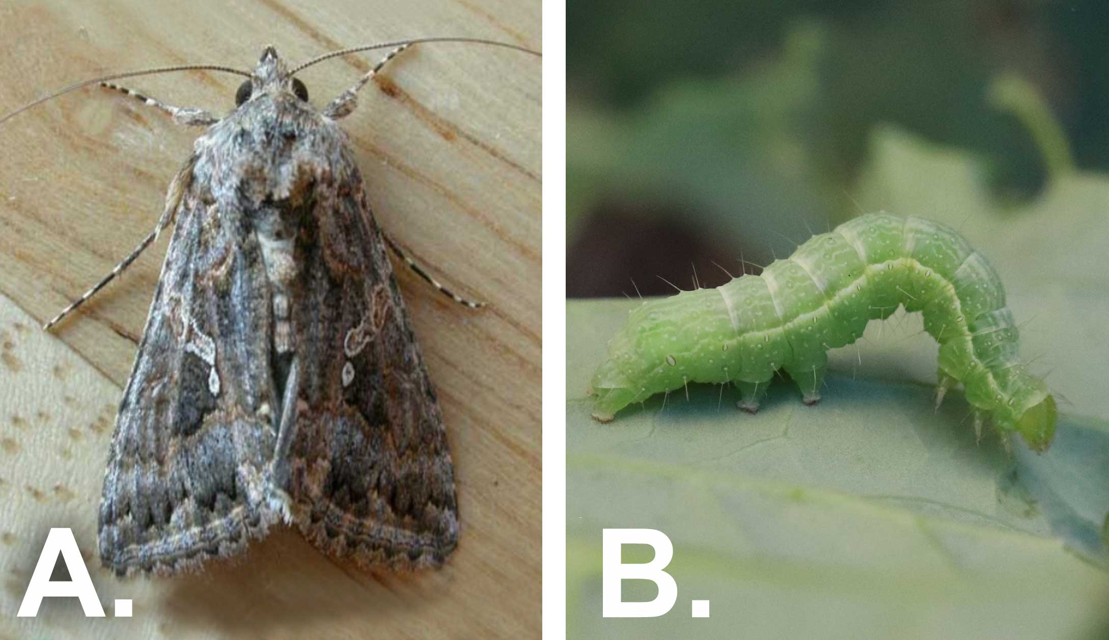 Left: Brown moth with light markings on the wings. Right: Green caterpillar with a white line on the side of its body on a green leaf.