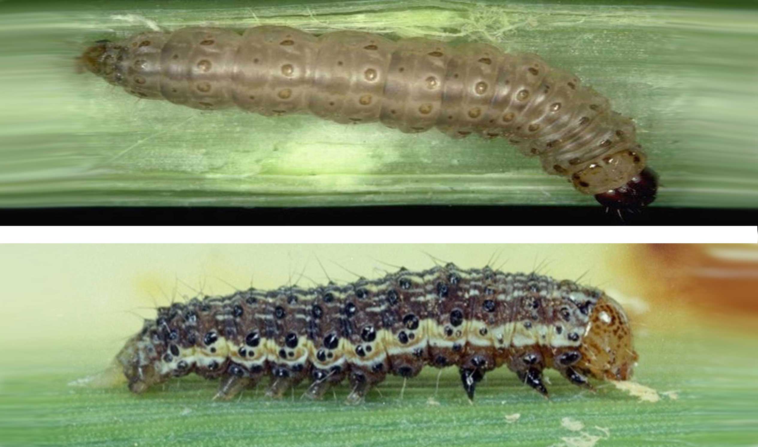 Top: Tan caterpillar with dark brown head on corn stalk. Bottom: Black caterpillar with light stripes and yellow-brown head capsule. Caterpillar also has small spines on body segments.