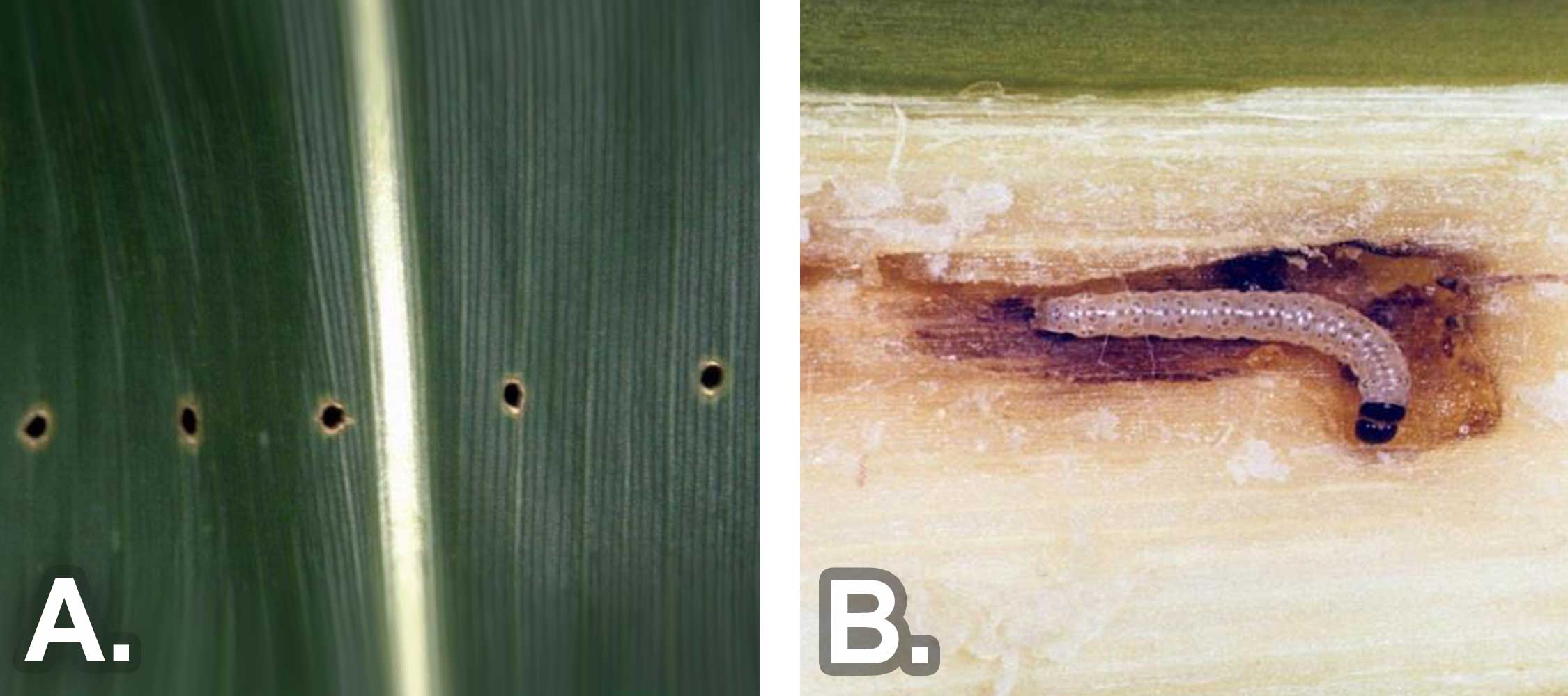 Left: Straight line of evenly spaced small holes in the corn leaf. Right: Small white caterpillar with dark head capsule feeding within a corn stalk.