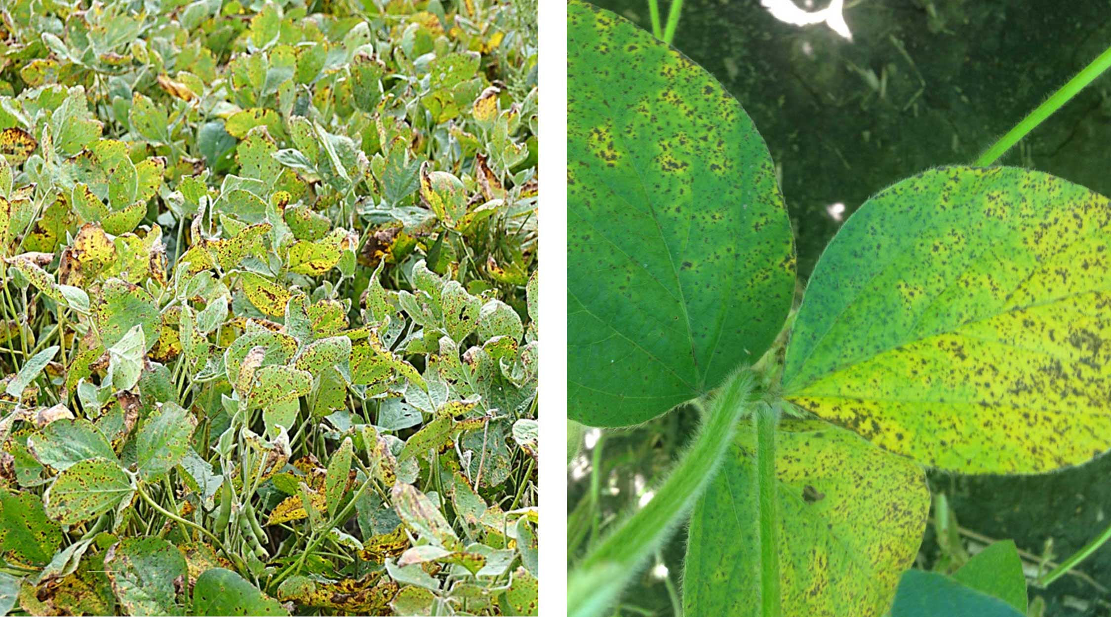 Left: Green soybean plants covered with yellow and brown spots indicative of frogeye leaf spot infection.  Right: Green soybean trifoliate that is covered in brown spots.
