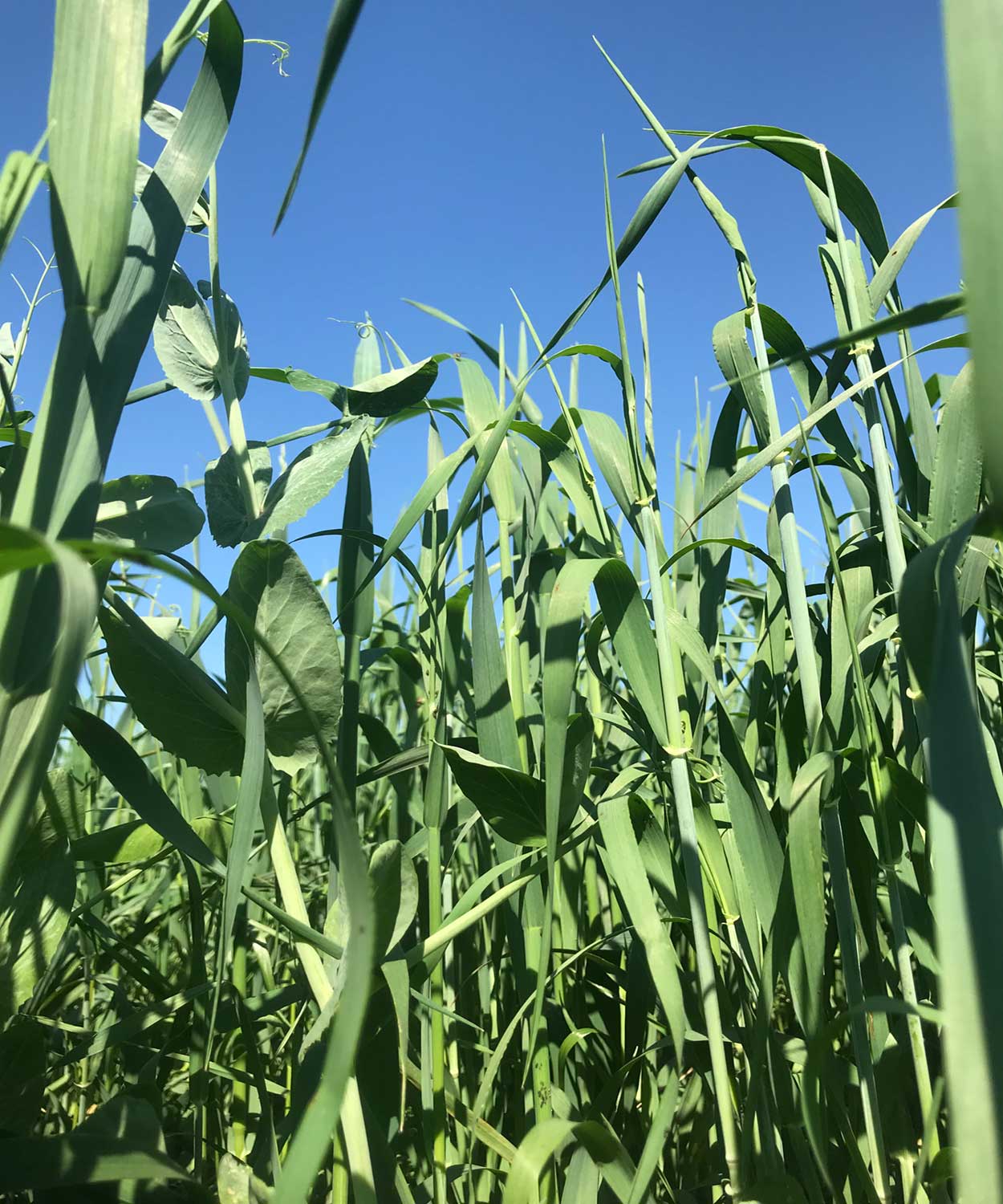 Field of mixed cover crops containing oats.