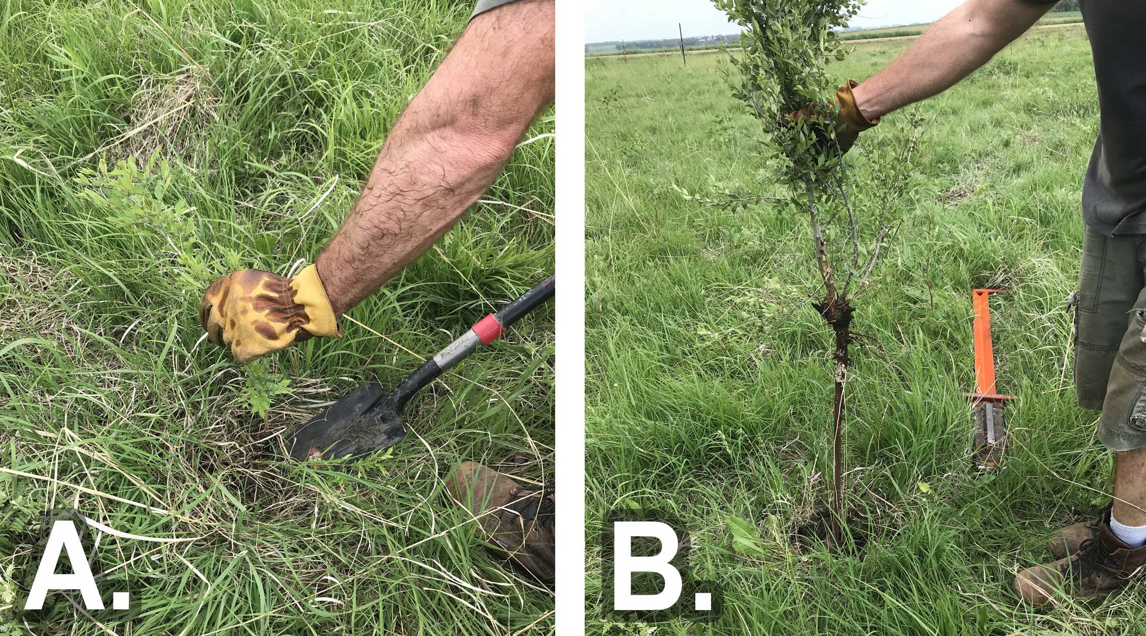 Left: Figure 3-A. Hand pulling small sapling out of the ground. Right: Figure 3-B sappling being pulled out with the assistance of a tool.