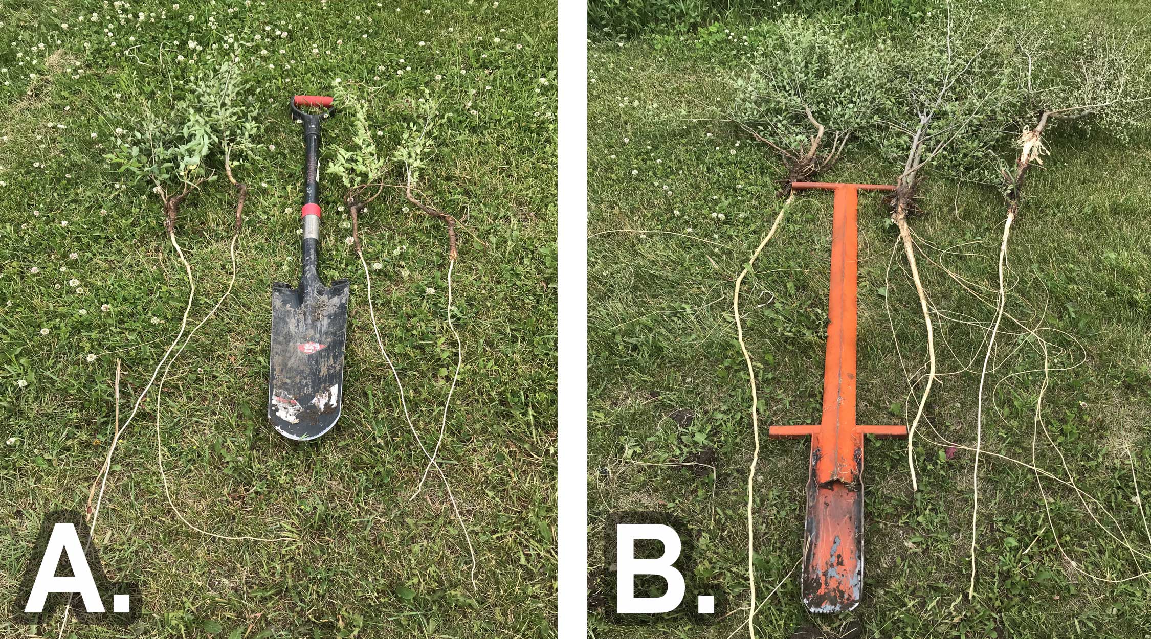 Left: Figure 3-A. Uprooted sapplings next to shovel. The sapplings range 12 to 18 inches in height. Right: Figure 3-B. Several sapplings next to a large, orange removal tool. The sapplings are two to three feet tall.