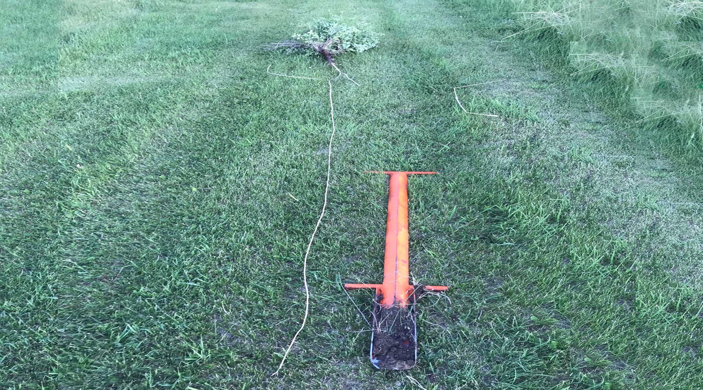 Siberian elm sappling with a tap root extending over 12 feet into the soil.