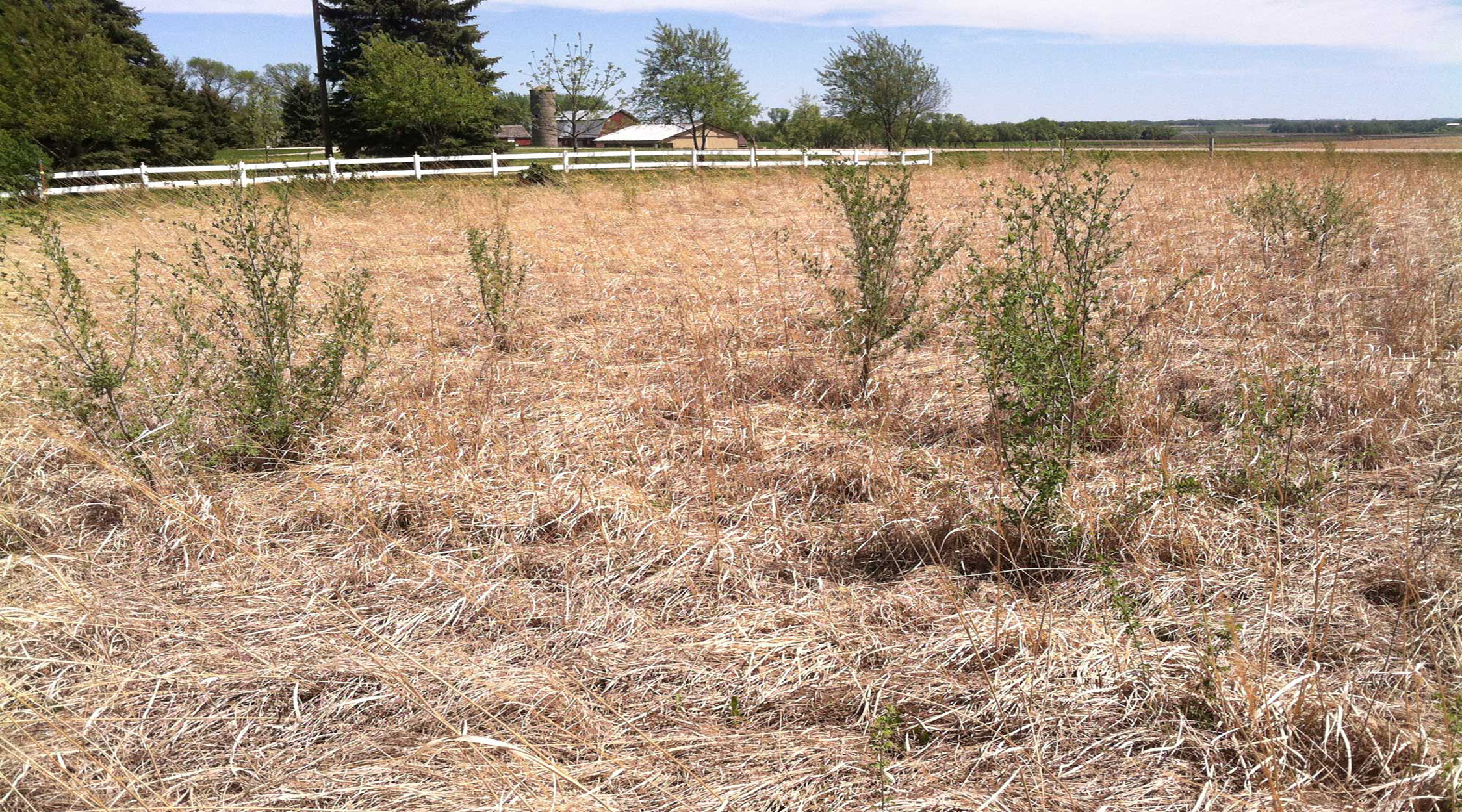 Grassland with a large amount of dried brush and fuel for burning.