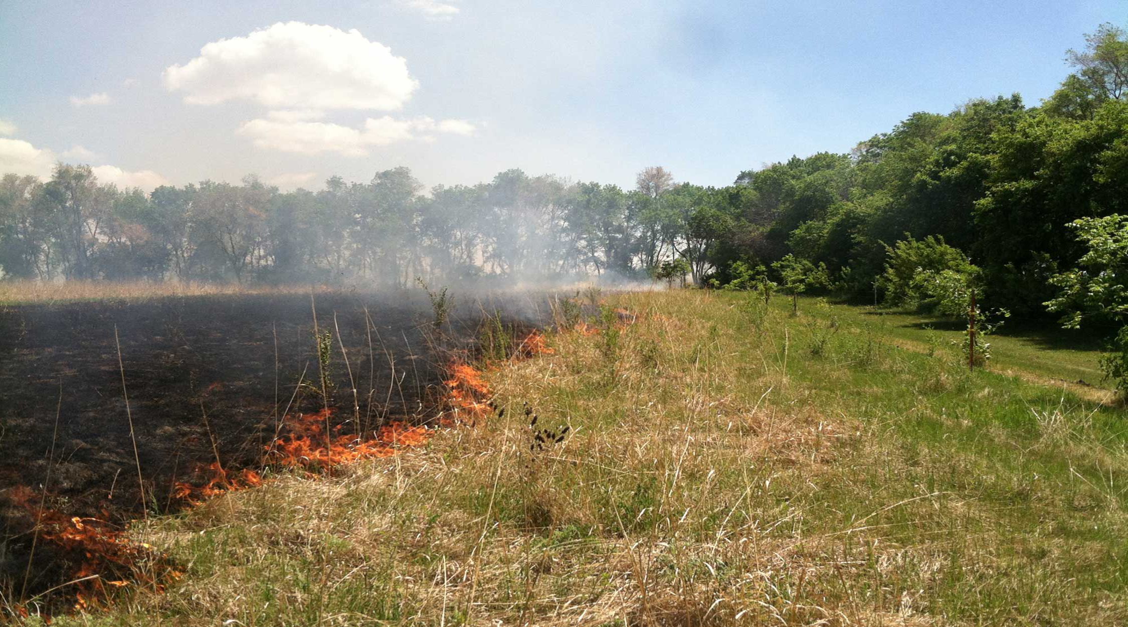 A field being back-burned into the wind.