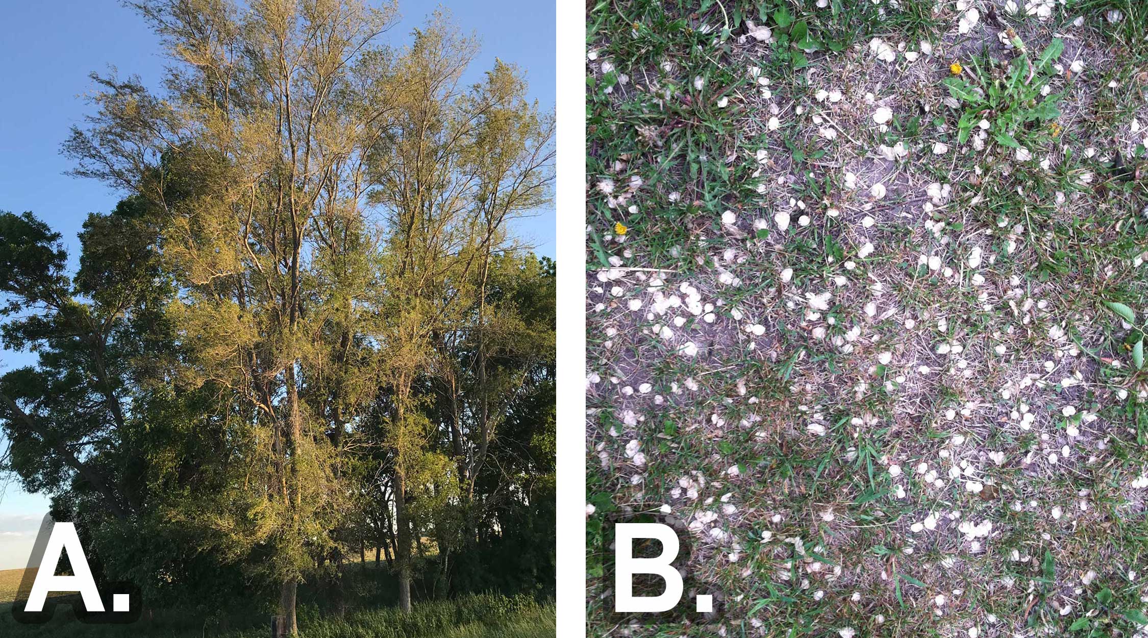 Left: Figure 8-A, a mature Siberian elm tree near a grassland. B. Hundreds of siberian elm seeds scattererd in a bare area near rangeland.