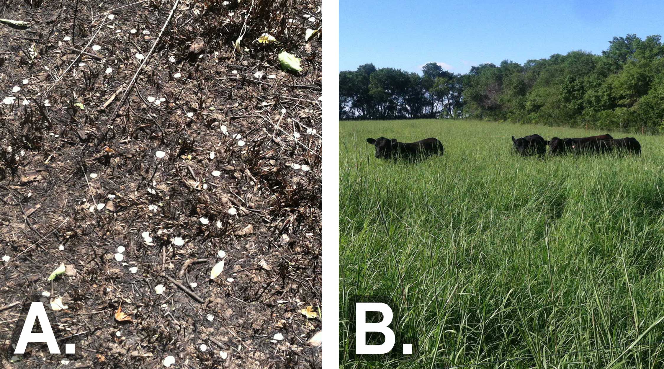 Left: Figure 9-A, Several Siberian elm seeds scattered on a patch of burned grassland. Right: Figure 9-B, cattle grazing in a grassland management area.