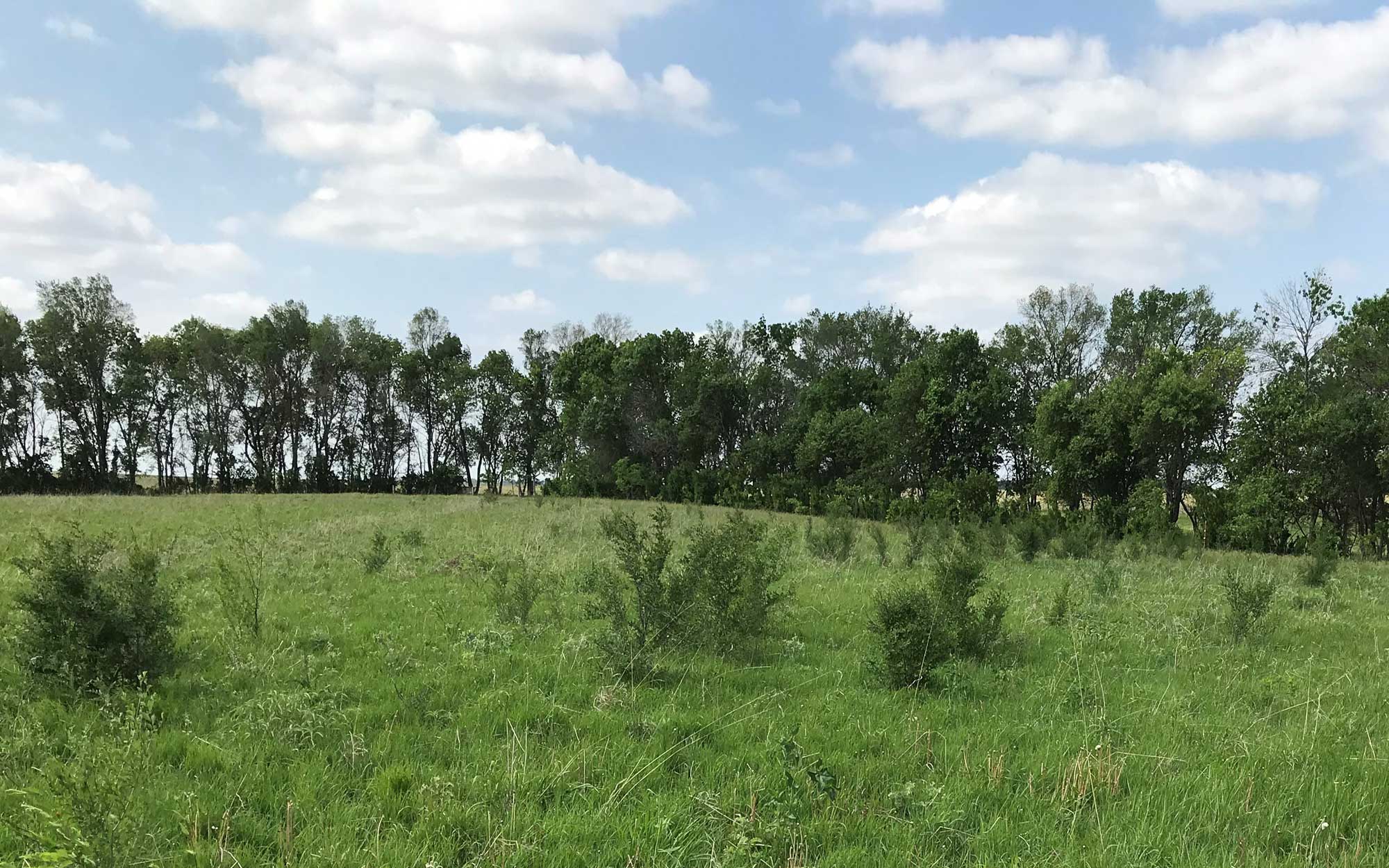 A shlterbelt near a grassland with several volunteer trees growing in it.