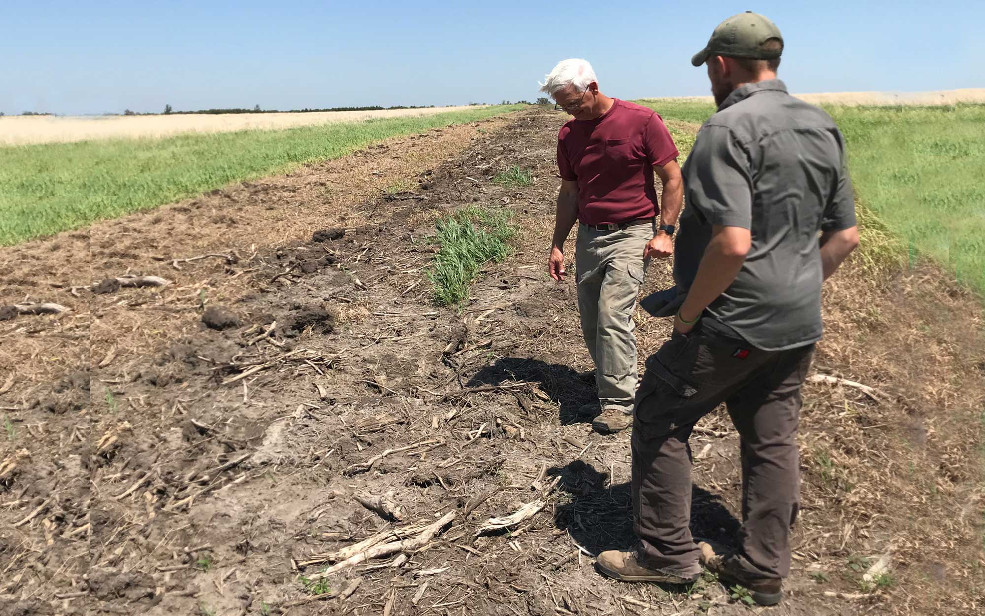 Two men examining a shelterbelt adjacent to grasslands.