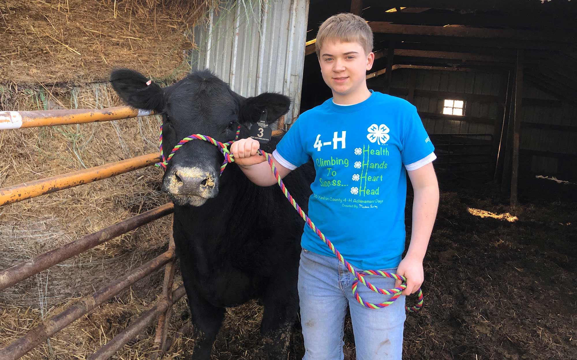 Patrick Kralicek posing with a harnessed black Angus cow.