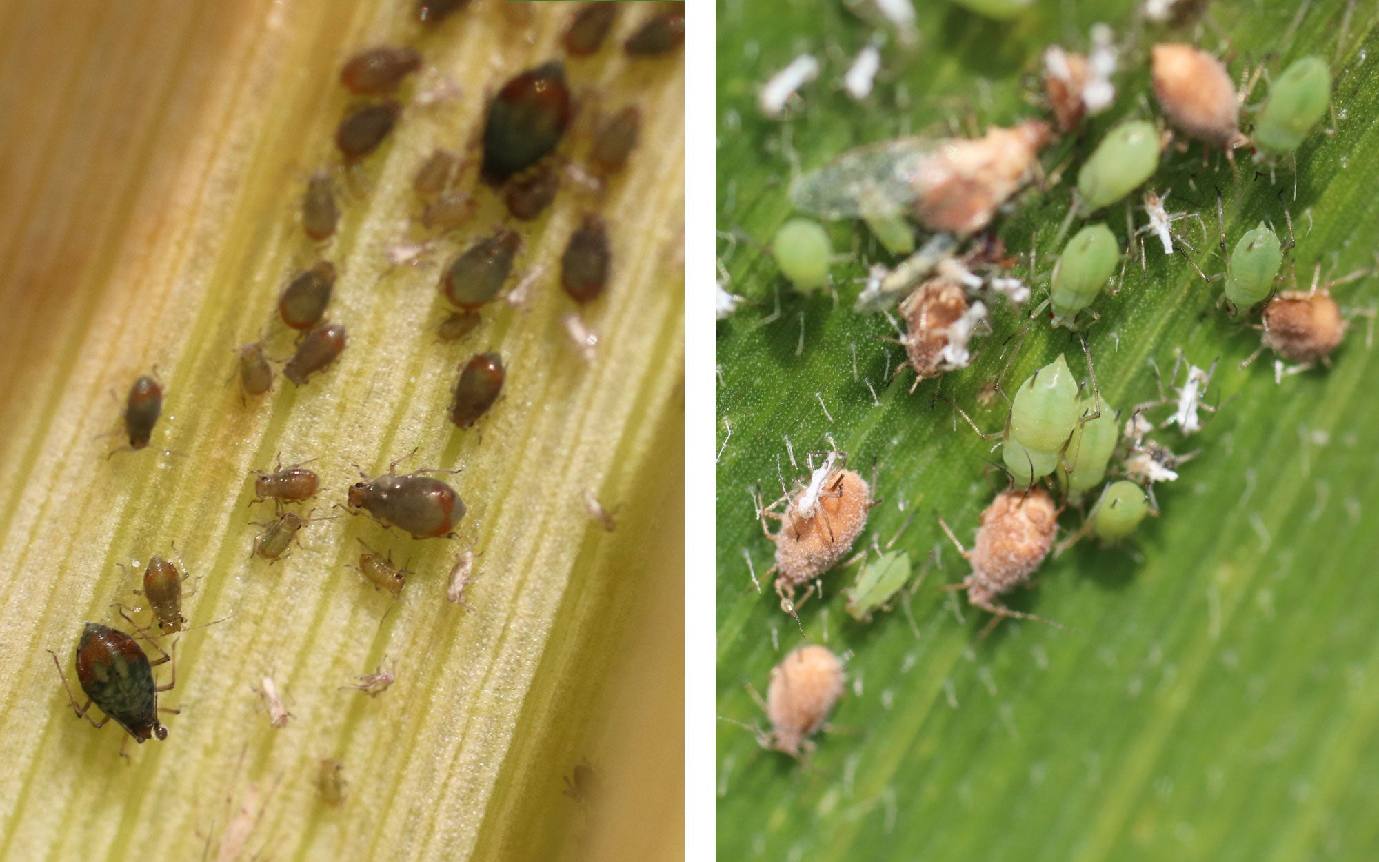 Left: Bird cherry oat aphids. Right: English grain aphids.