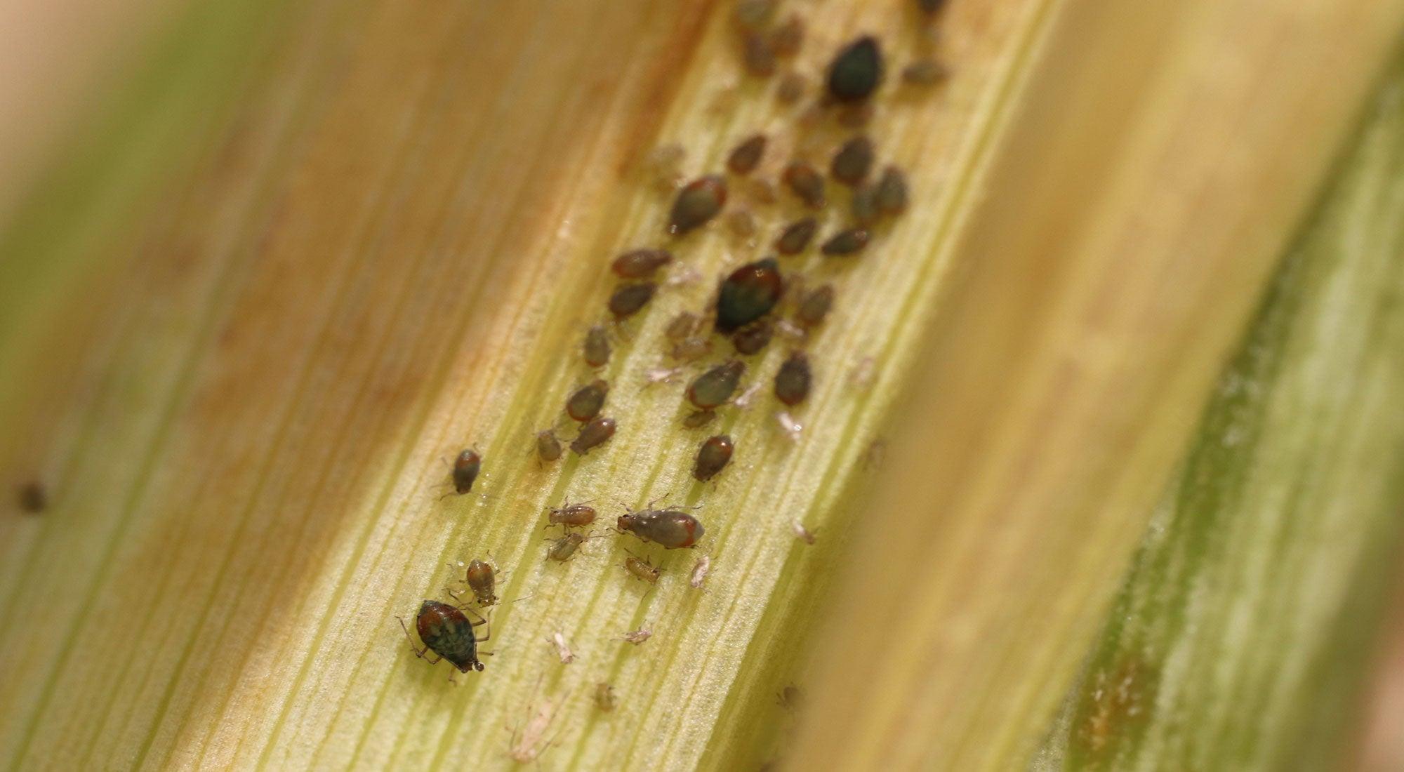 Dark colored aphids with an orange patch on their abdomens present on a yellowing leaf.