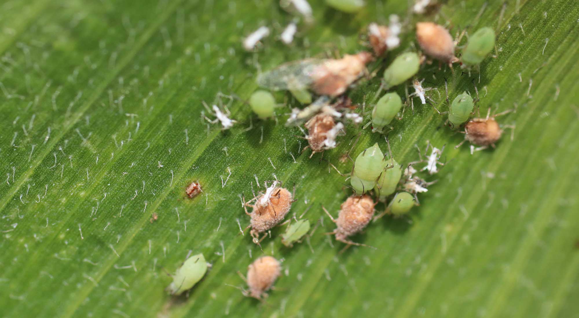 Bright green aphids feeding on a green corn leaf.