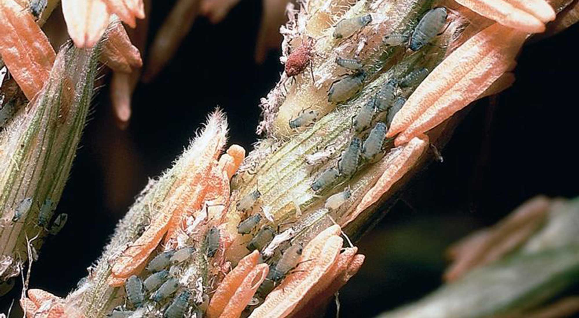 Blue-green aphids feeding on a corn tassel.