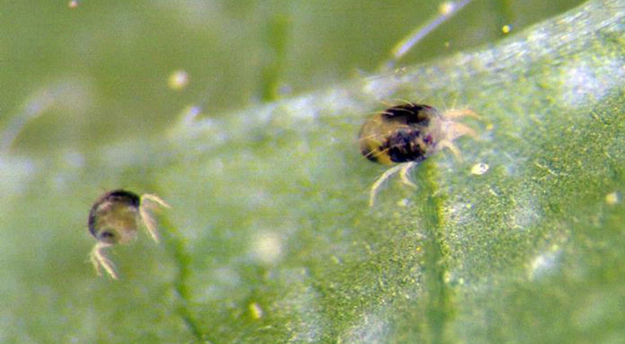 Green leaf with two yellow spider mites with dark spots.
