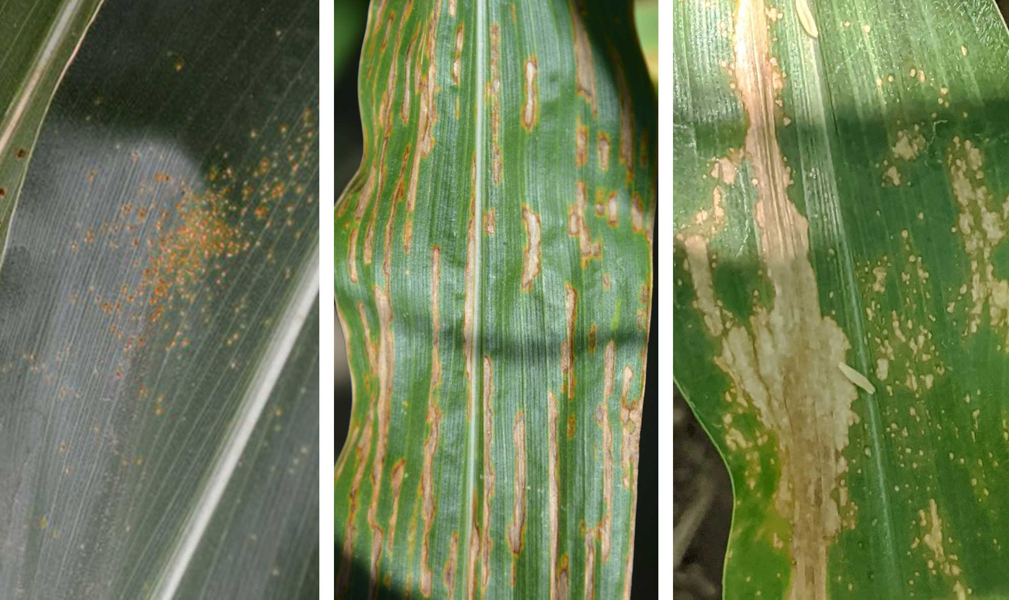 Three corn diseases. From left: Southern Rust, Bacterial Leaf Streak, and Eyespot.