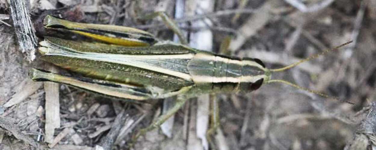 Tan grasshopper with light colored stripes on its back sitting on the soil surface.
