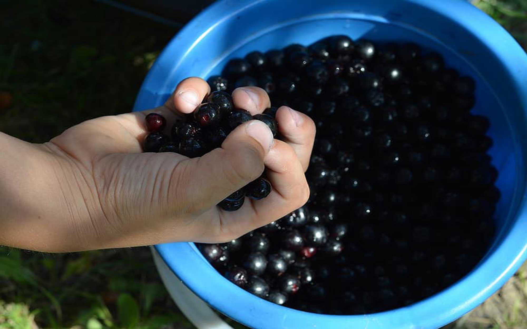 Hand rinsing a large bucket of chokecherries.