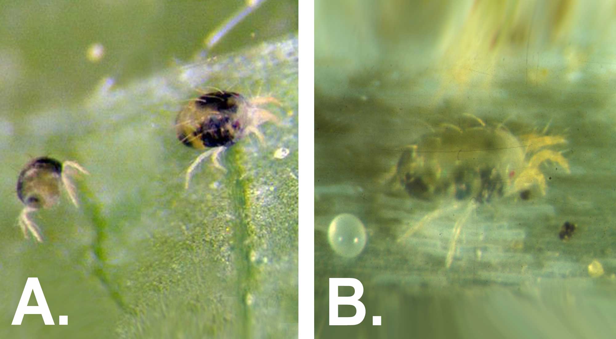 Left: Figure 1-A. Green leaf with two yellow spider mites with dark spots. Right: Figure 1-B. Green leaf with yellow spider mite.