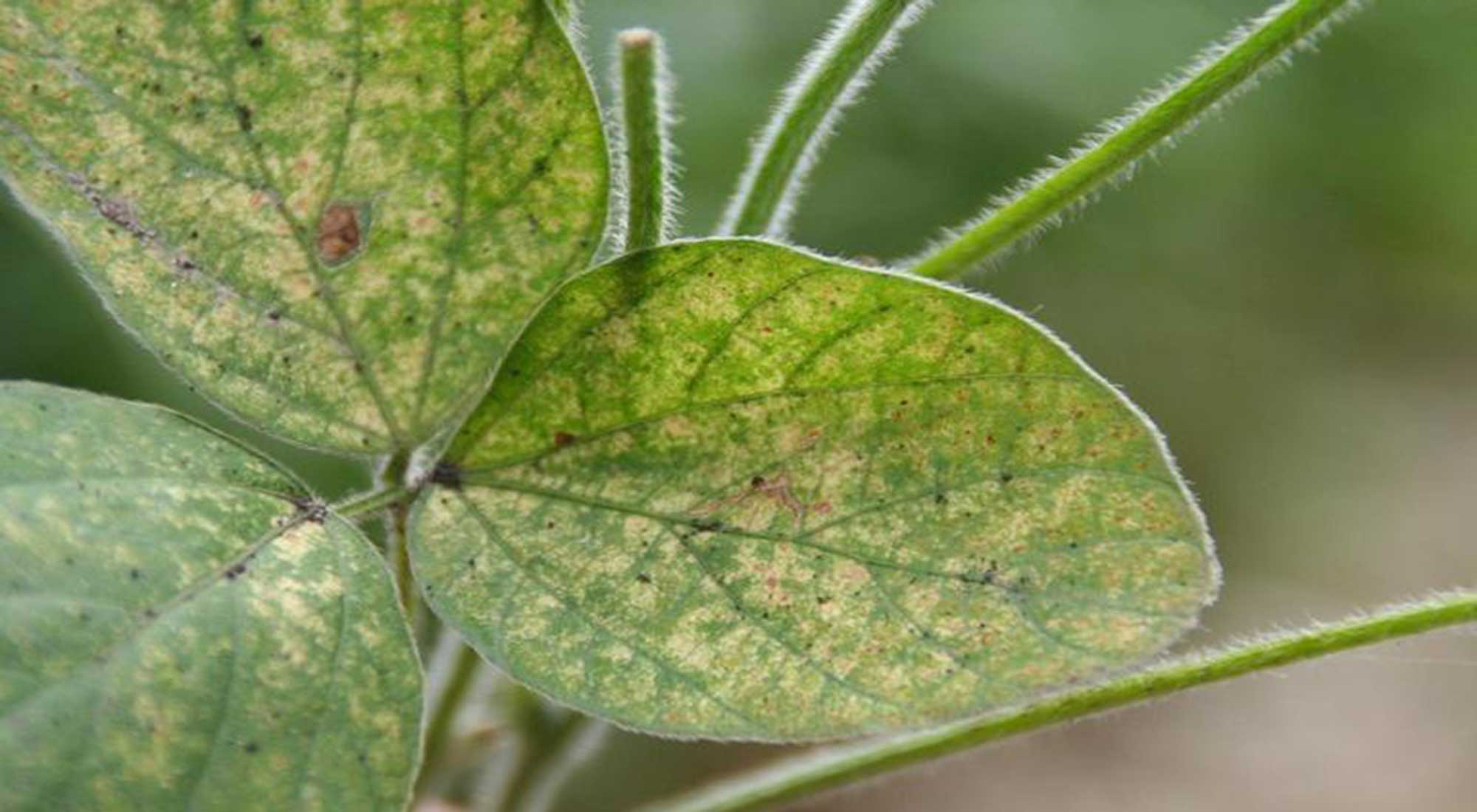 Green leaves with many white spots and discoloration present.