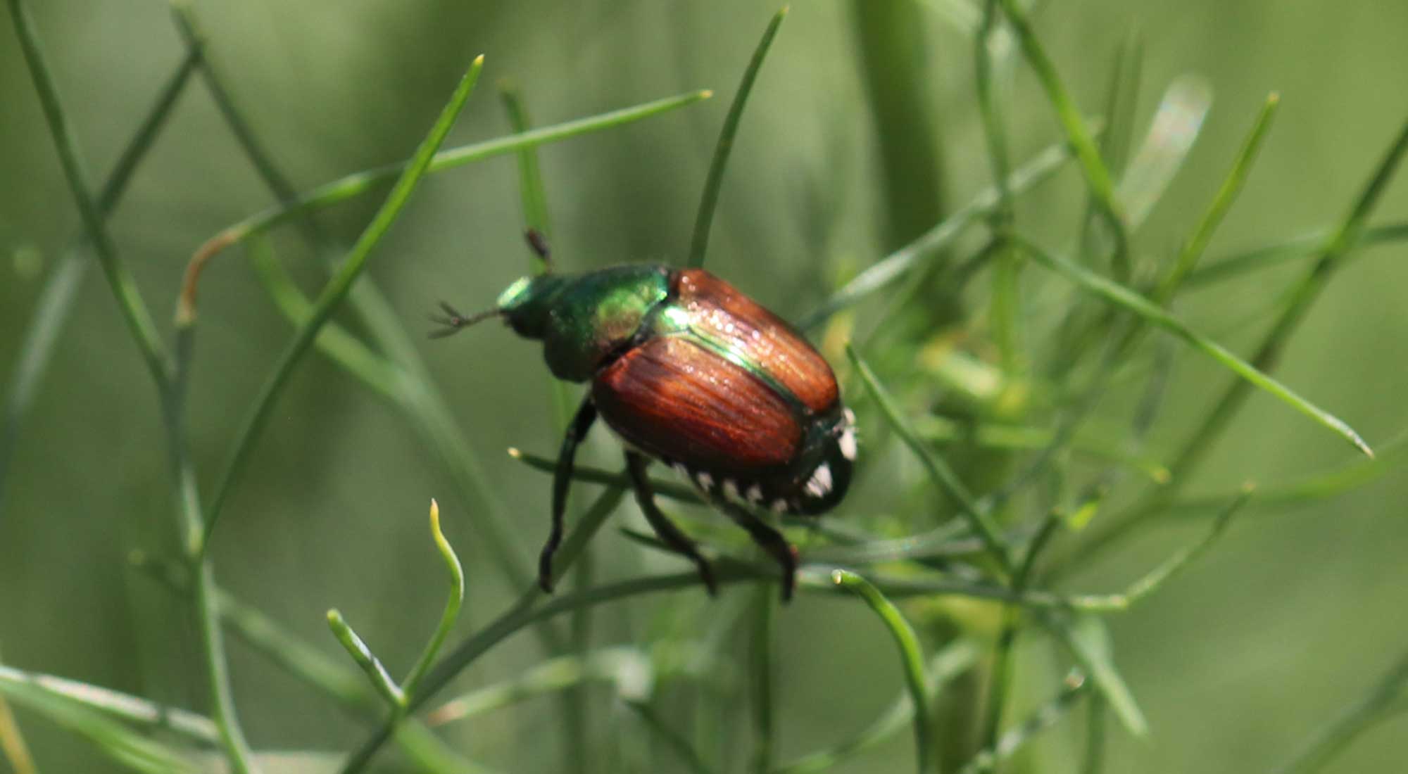 Shiny green and bronze beetle on green dill plant.