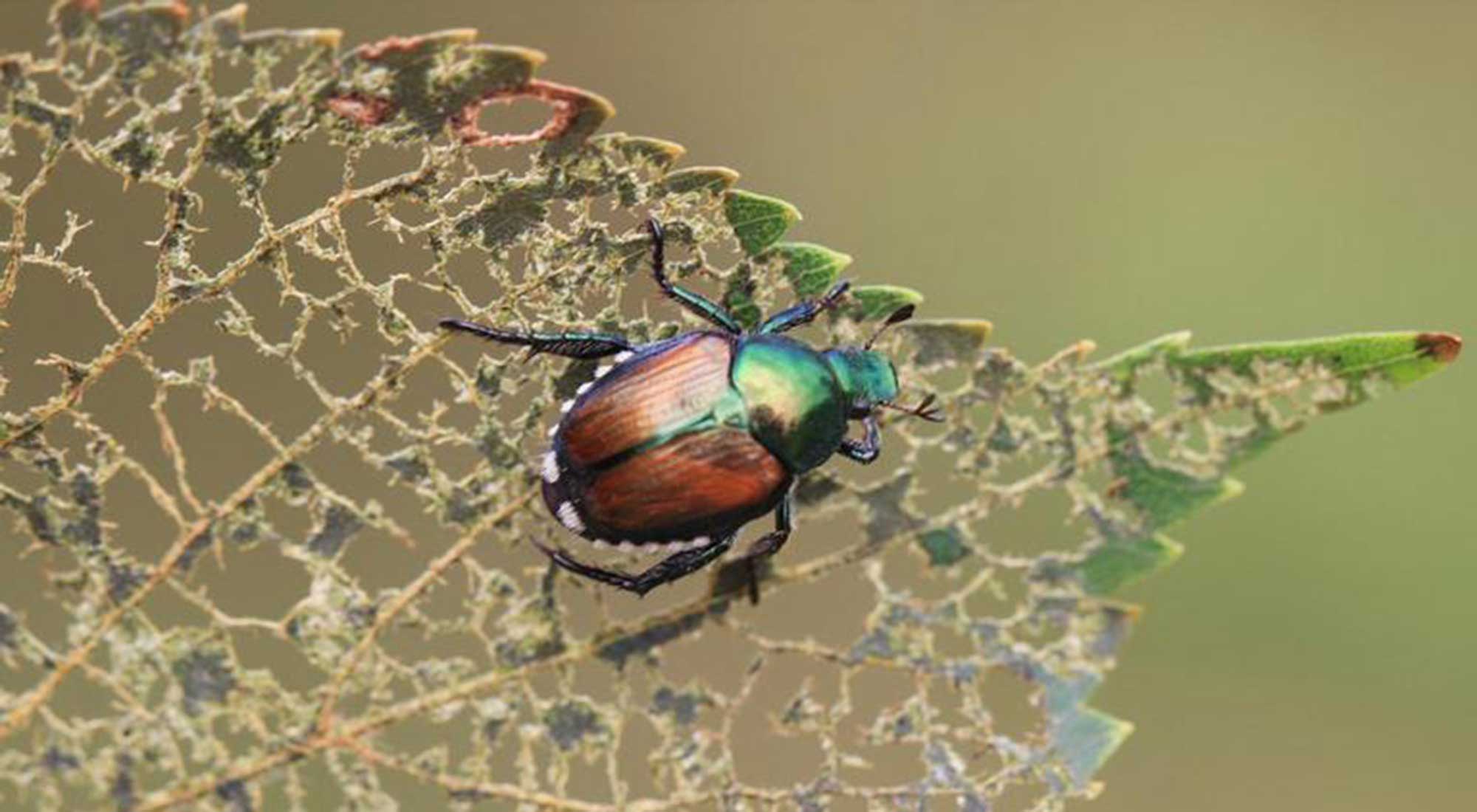 Shiny green and bronze beetle on a leaf full of holes.