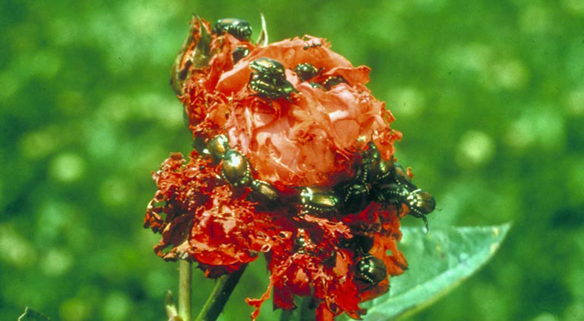 Shiny green and bronze beetles feeding on a red rose flower.
