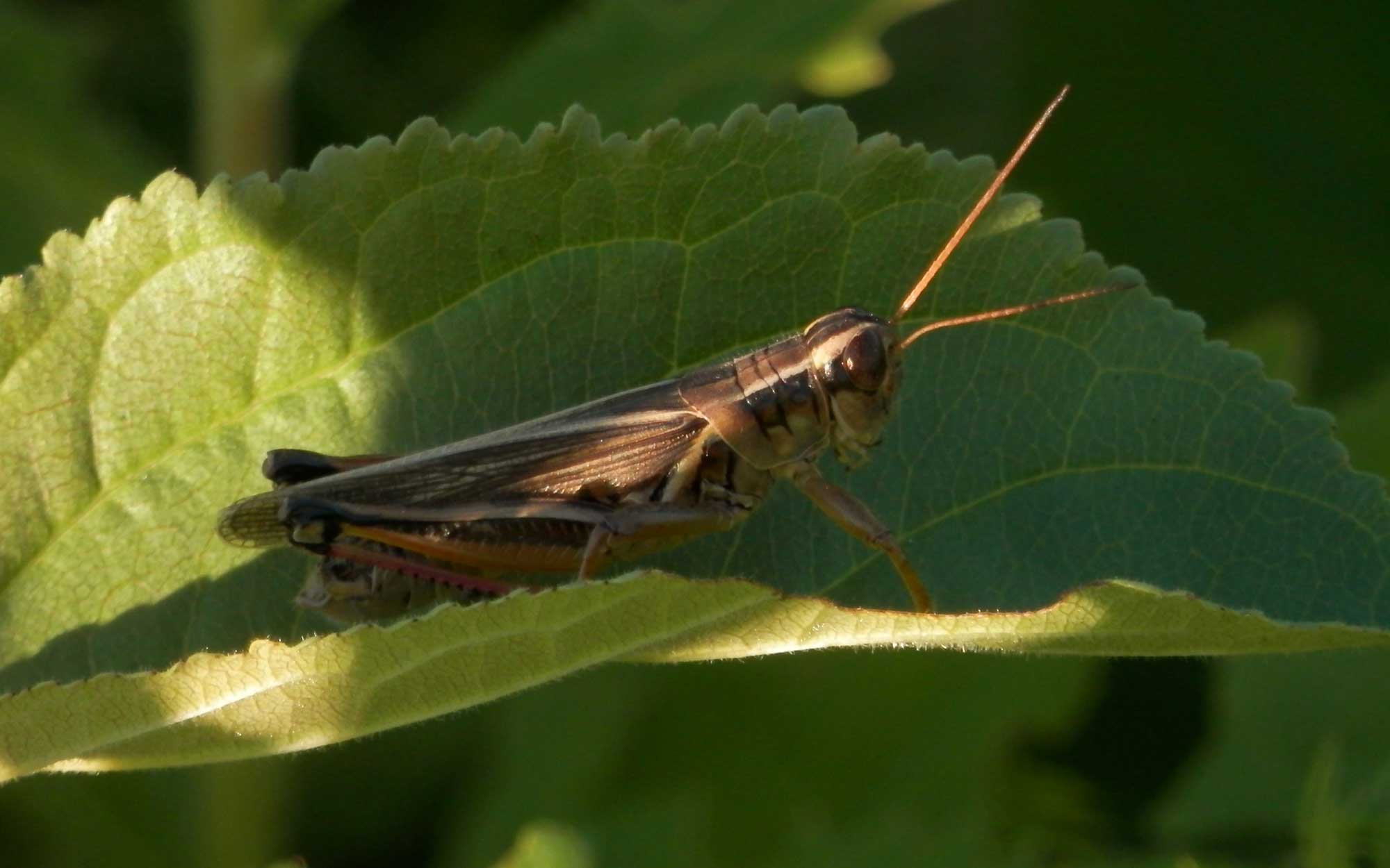 Two-stripped grasshopper resting on a leaf in a garden. Courtesy: Ryan Hodnett (CC BY-SA 4.0)