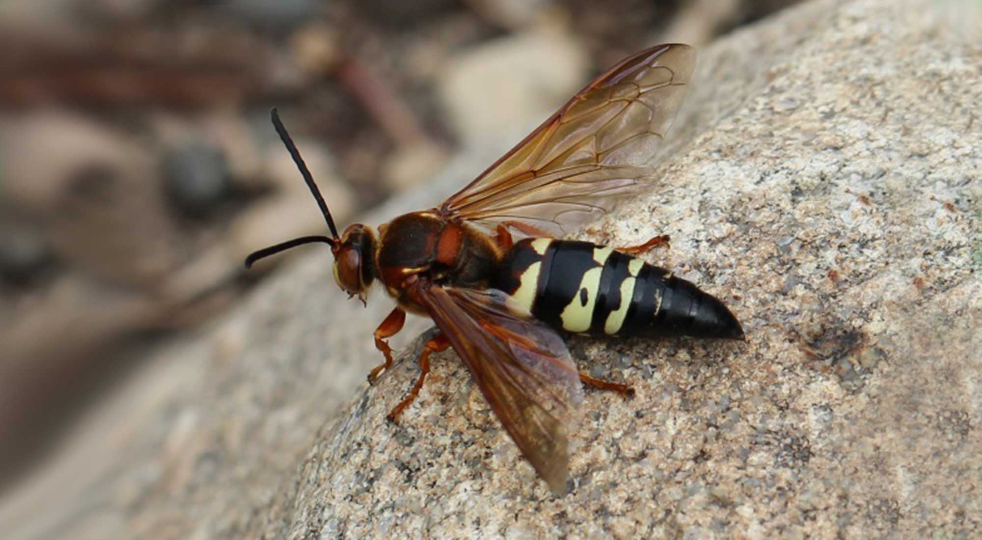 black and red hornet