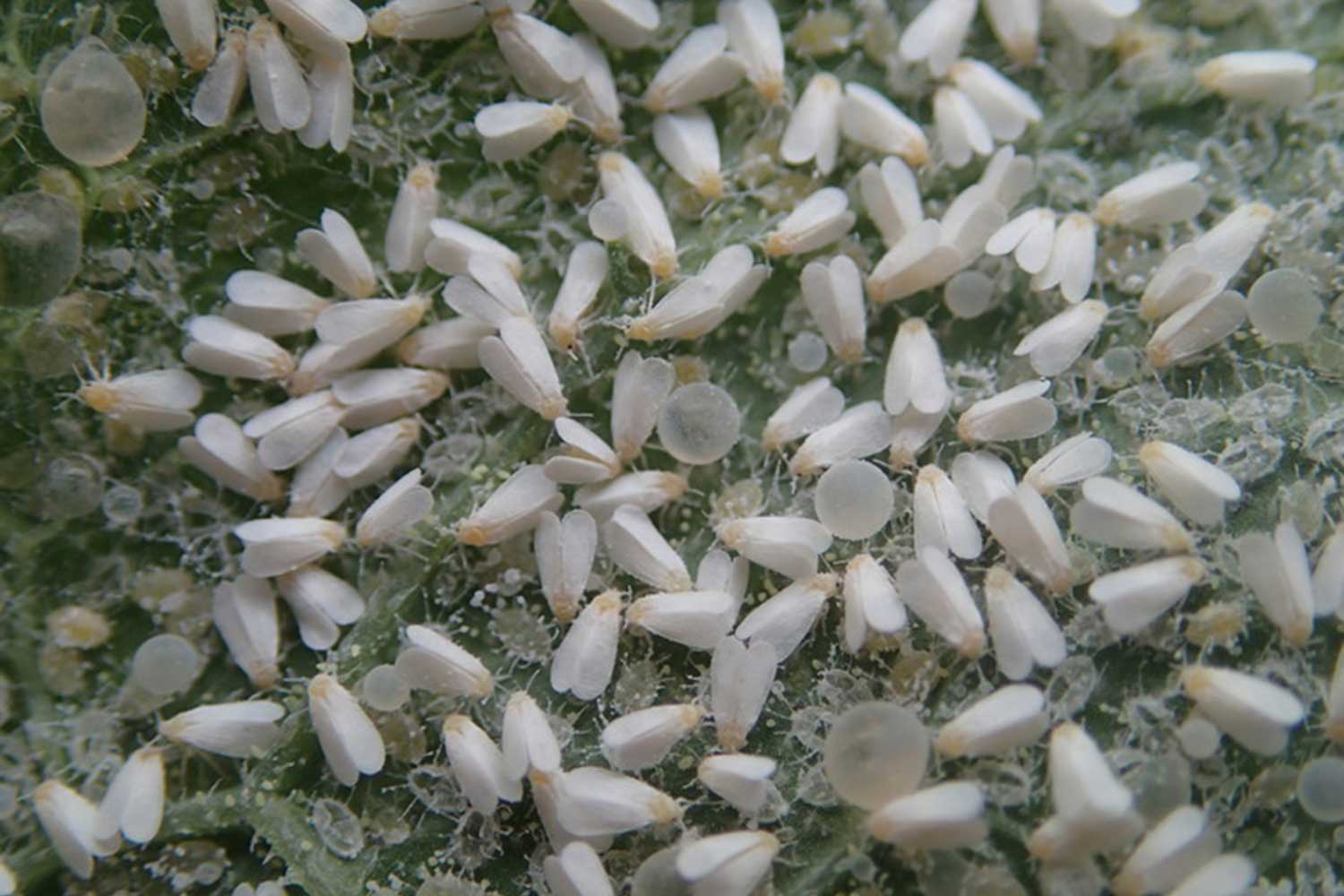 Small white insects with tent like wings present on a green leaf.