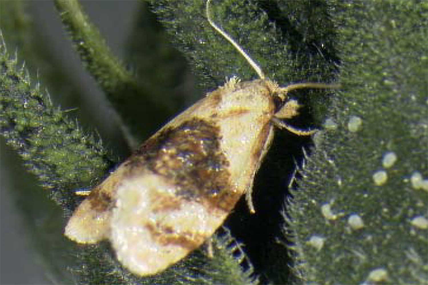 Cream colored moth with a dark brown band in the middle of its body.