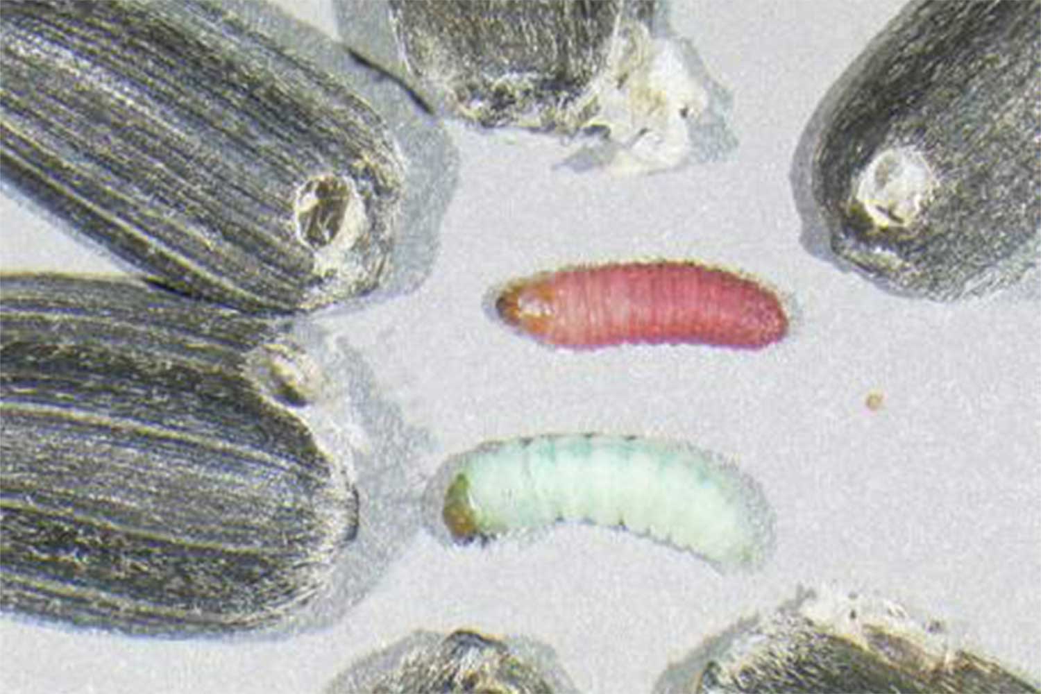 Damaged sunflower seeds surrounding a red caterpillar and a green caterpillar.