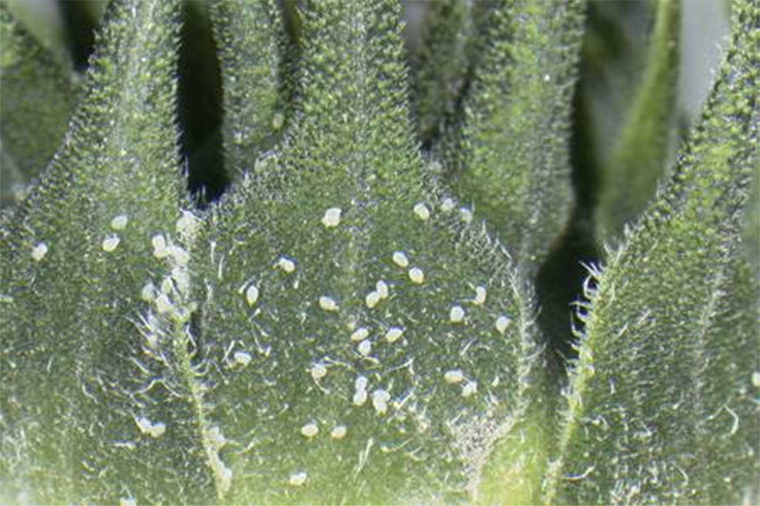 Small white eggs present on the bracts of a sunflower bud.