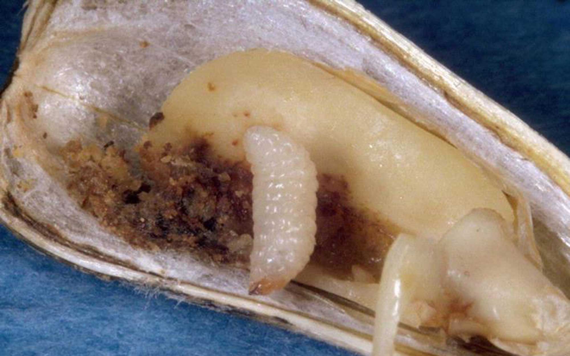 Cream colored larvae feeding on sunflower seed.