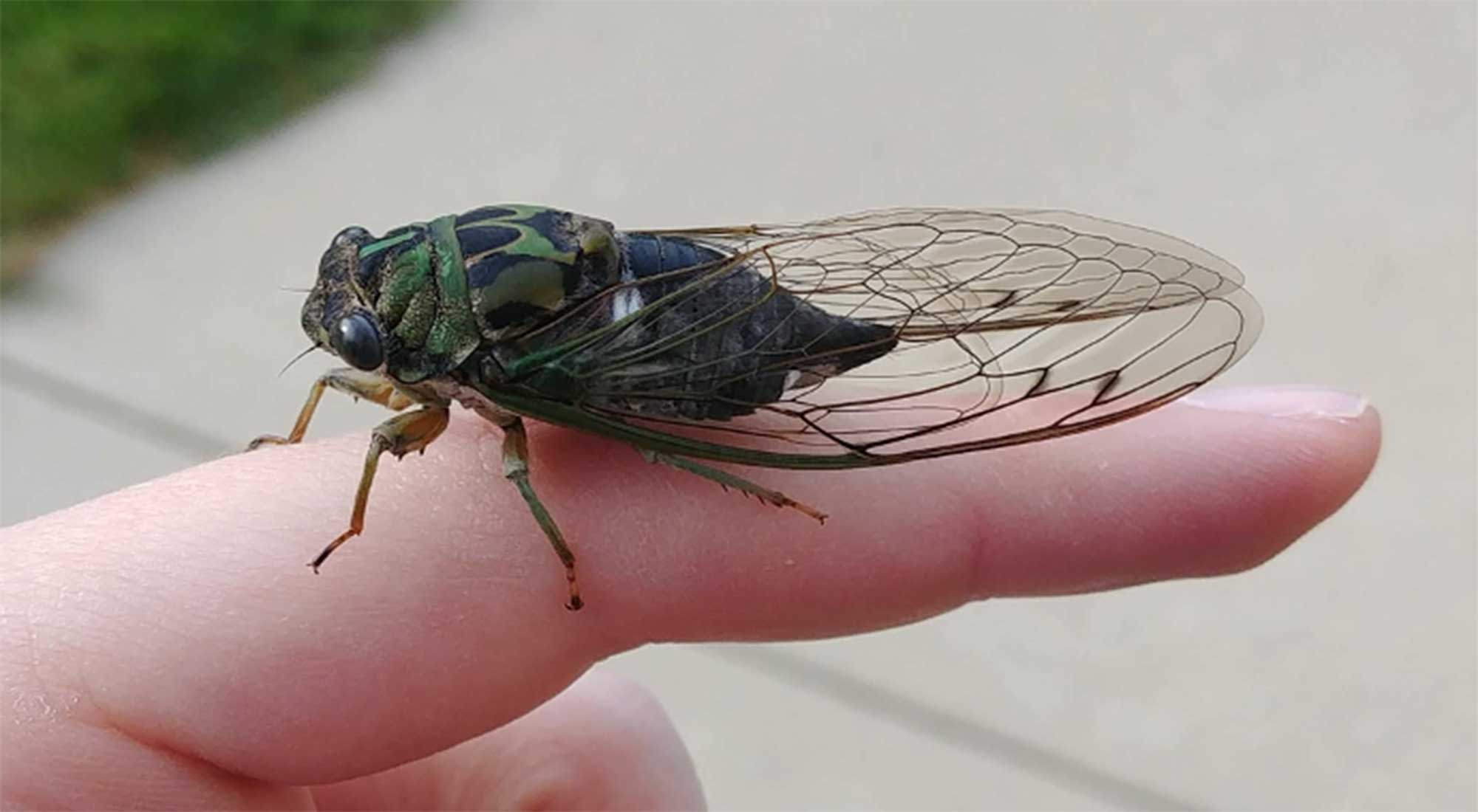 Brown and green insect with clear wings that are folded over its body like a tent.