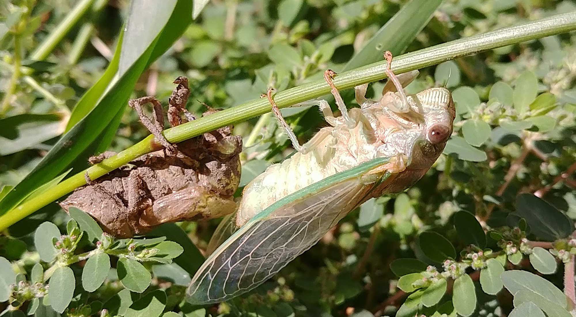 A pale green cicada hanging on a green stem with a brown dirt covered shell behind it.