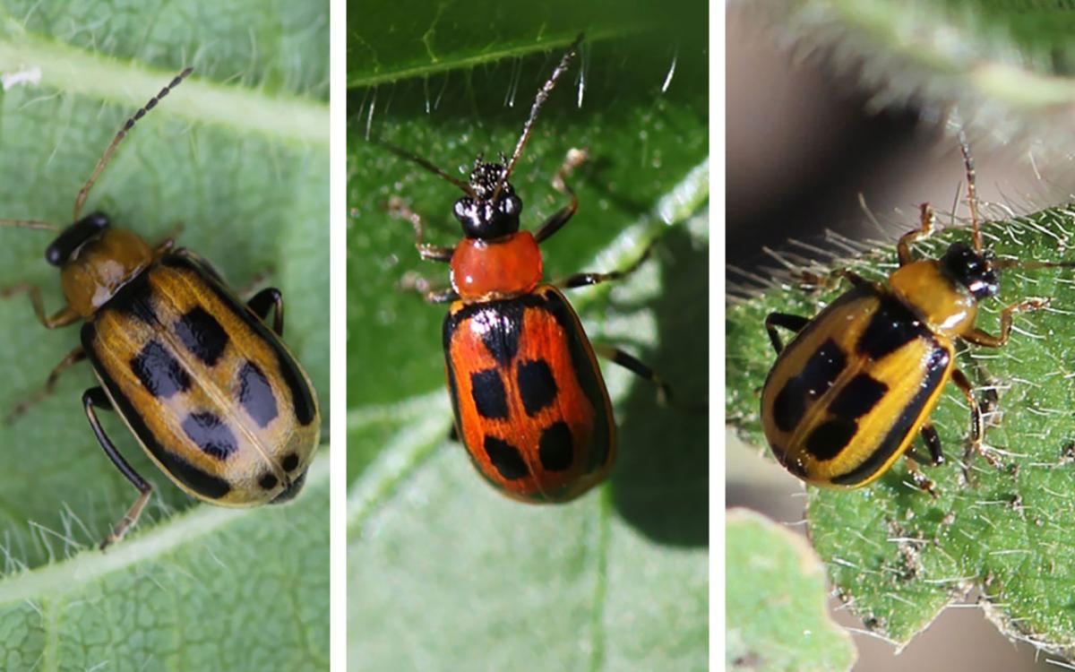 Three bean leaf beetles. From Left: Brown beetle with black spots on a green leaf. Yellow beetle with black spots on a green leaf. Red beetle with black spots on a green leaf.