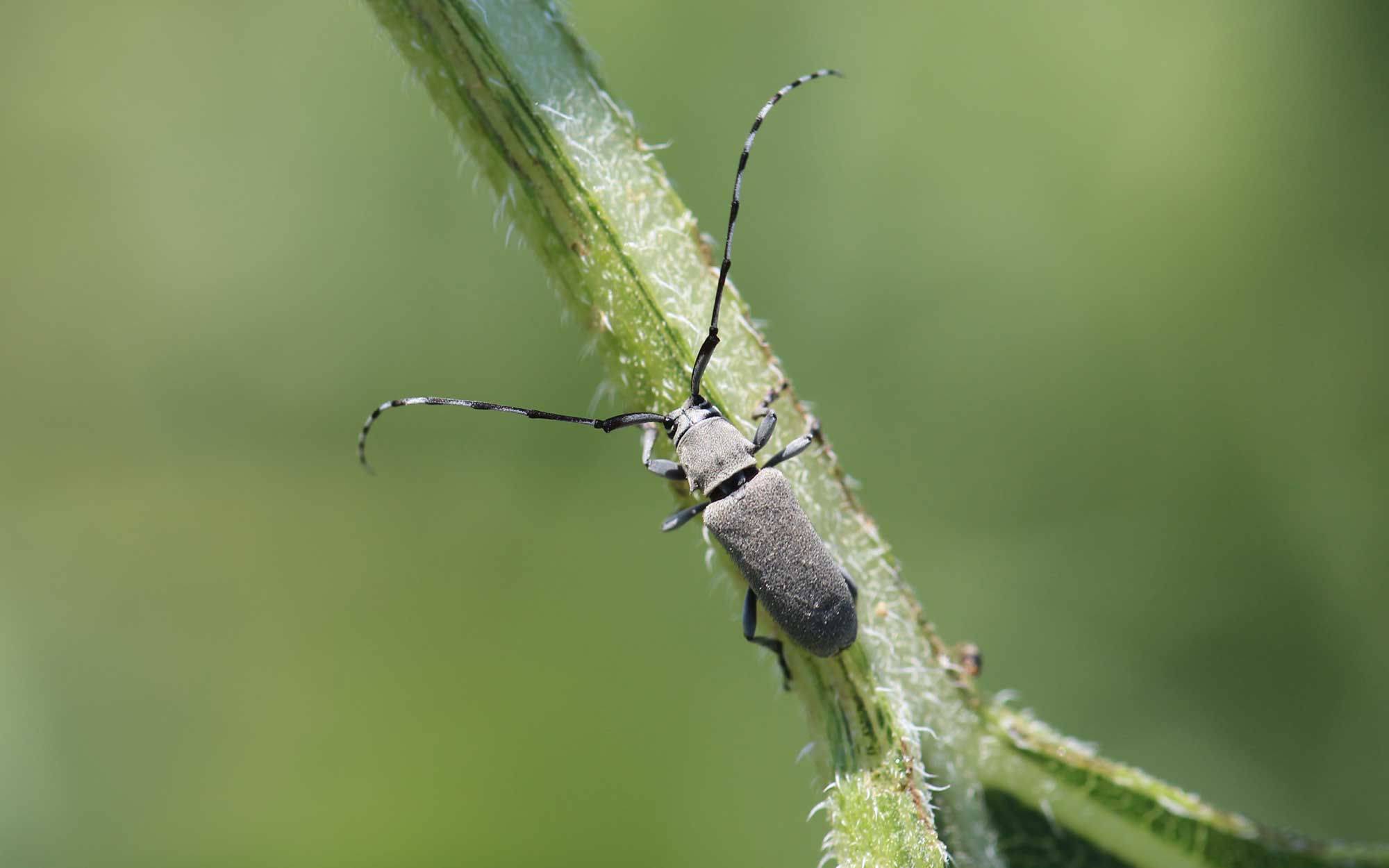 Gray beetle with long antennae that are alternating white and black pattern on green leaf petiole.