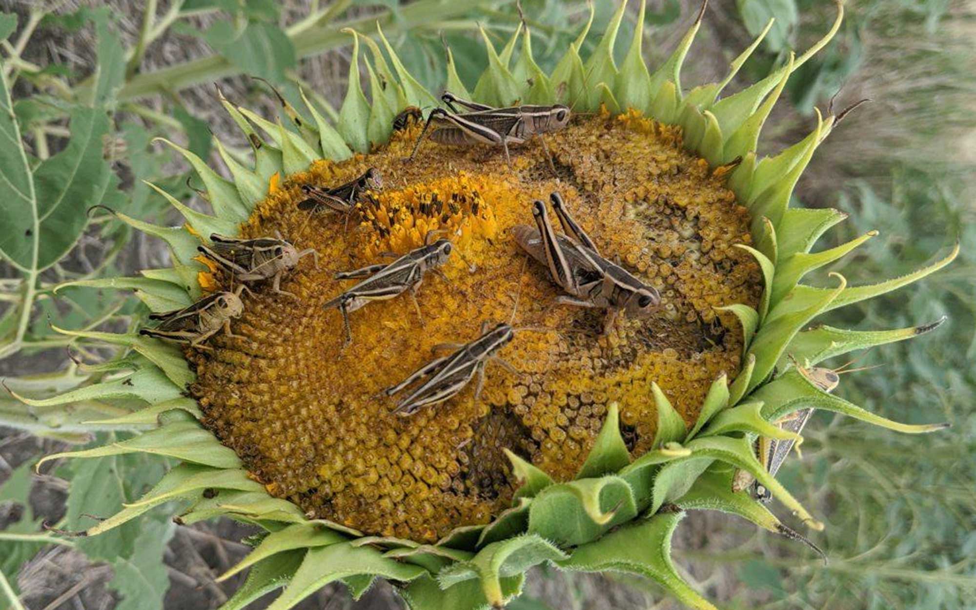 Numerous grasshoppers feeding on a yellow sunflower head.