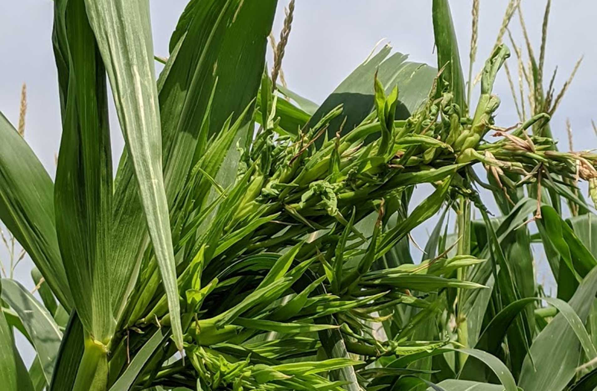 Green corn plant with abnormal tassel growth.