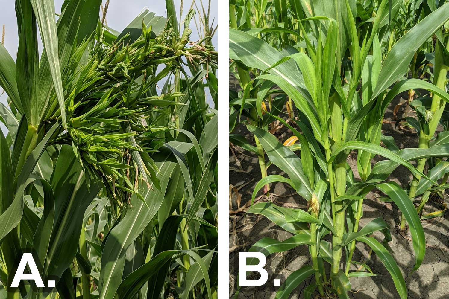 Left: Green corn plant with abnormal tassel growth. Right: Green corn plant with abnormal tiller growth.