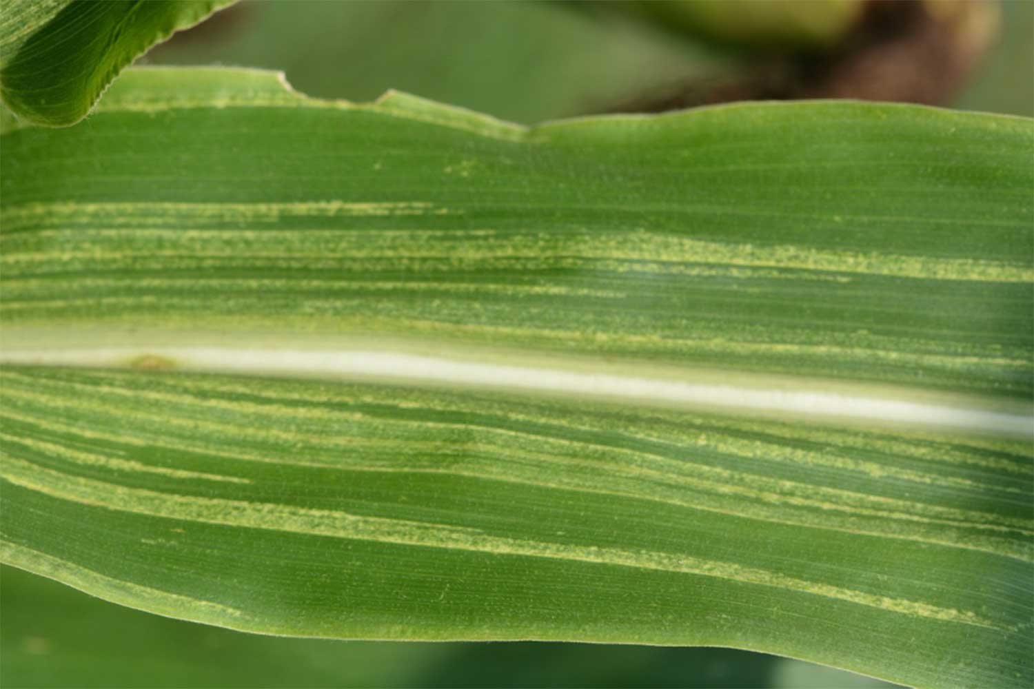 Green corn leaf with white stripes running along blade indicative of crazy top pathogen.