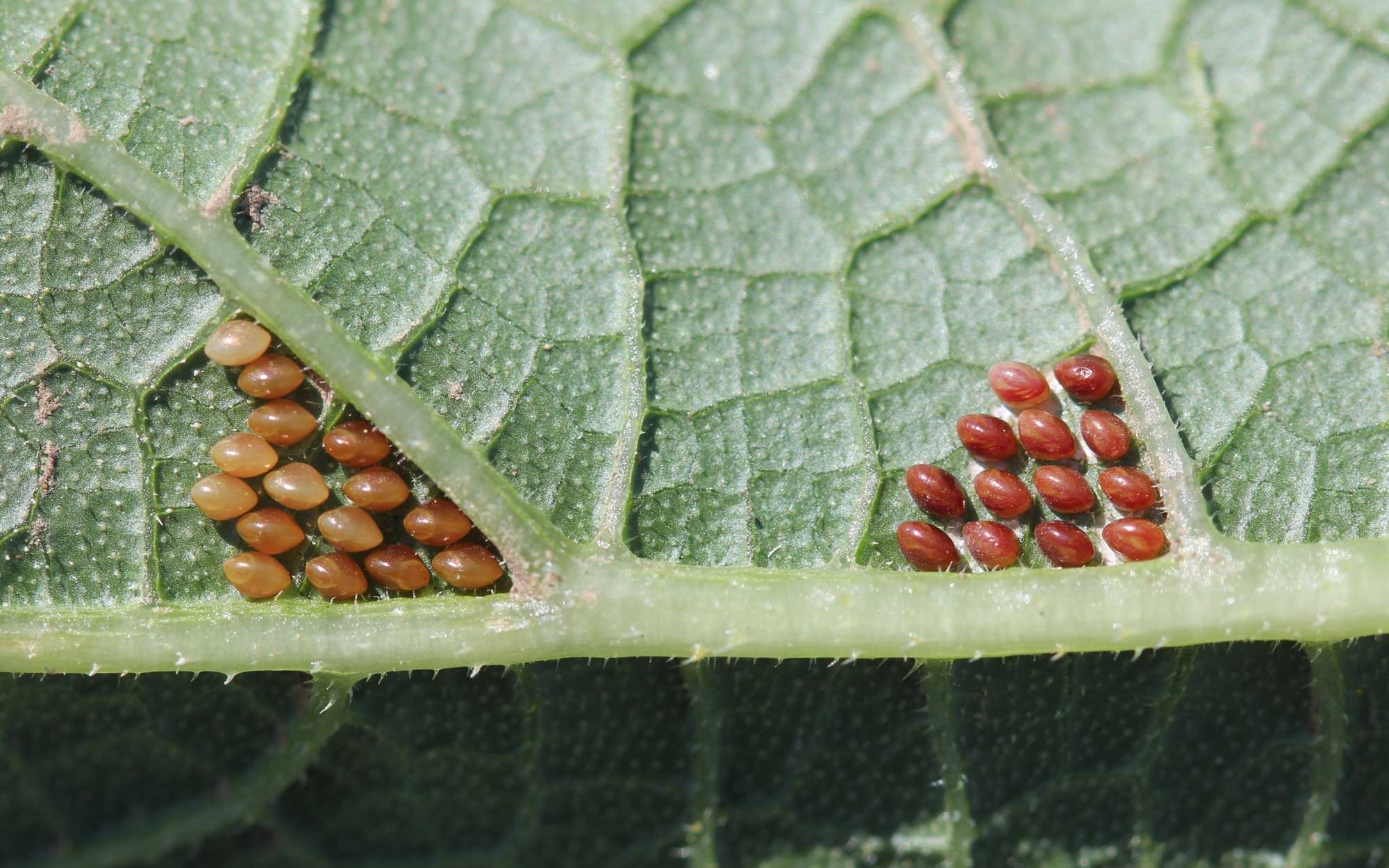Two clusters of coppery or bronze colored eggs on the underside of green leaf.