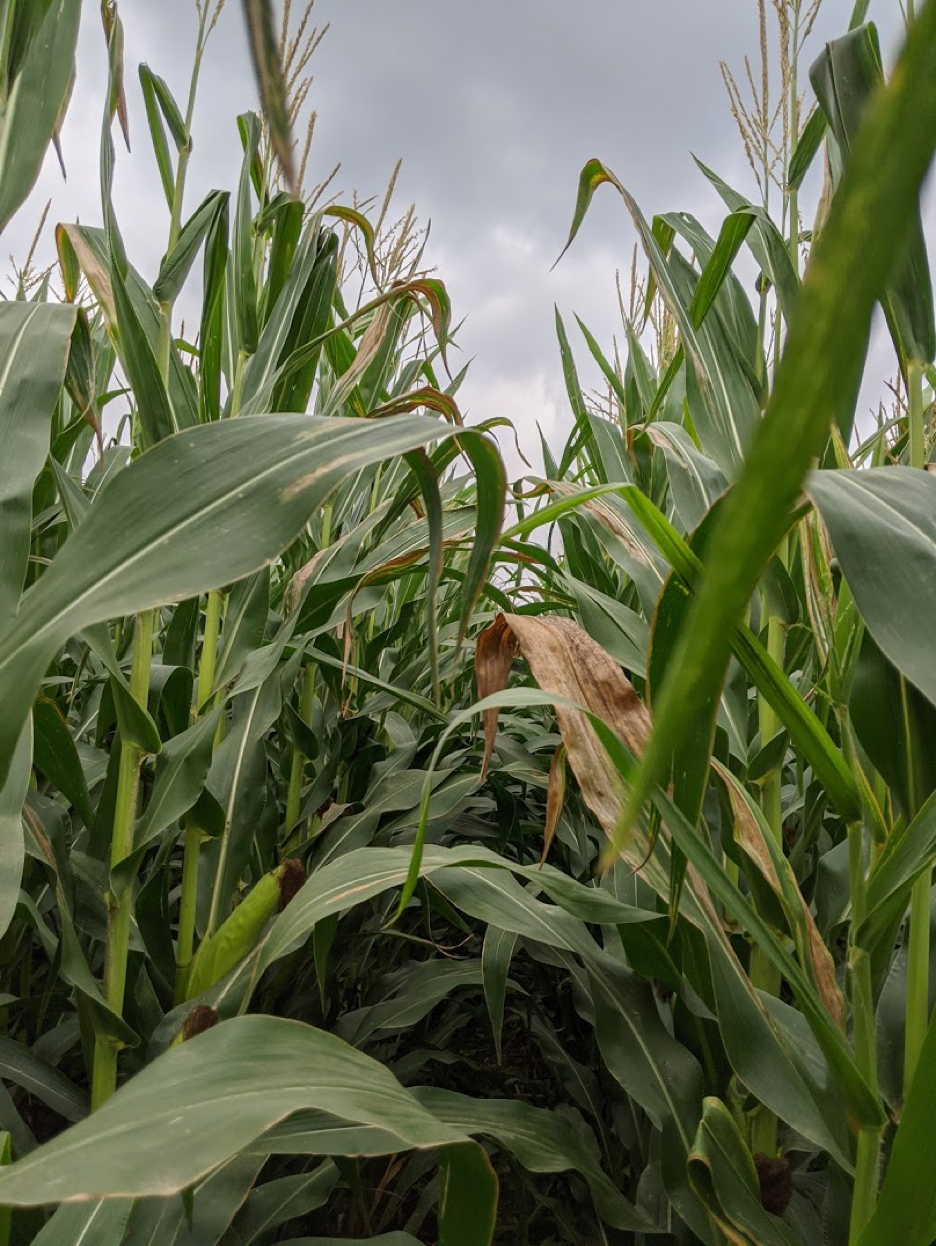 Tan-gray Goss’s bacterial blight lesions were observed in scouted corn fields.