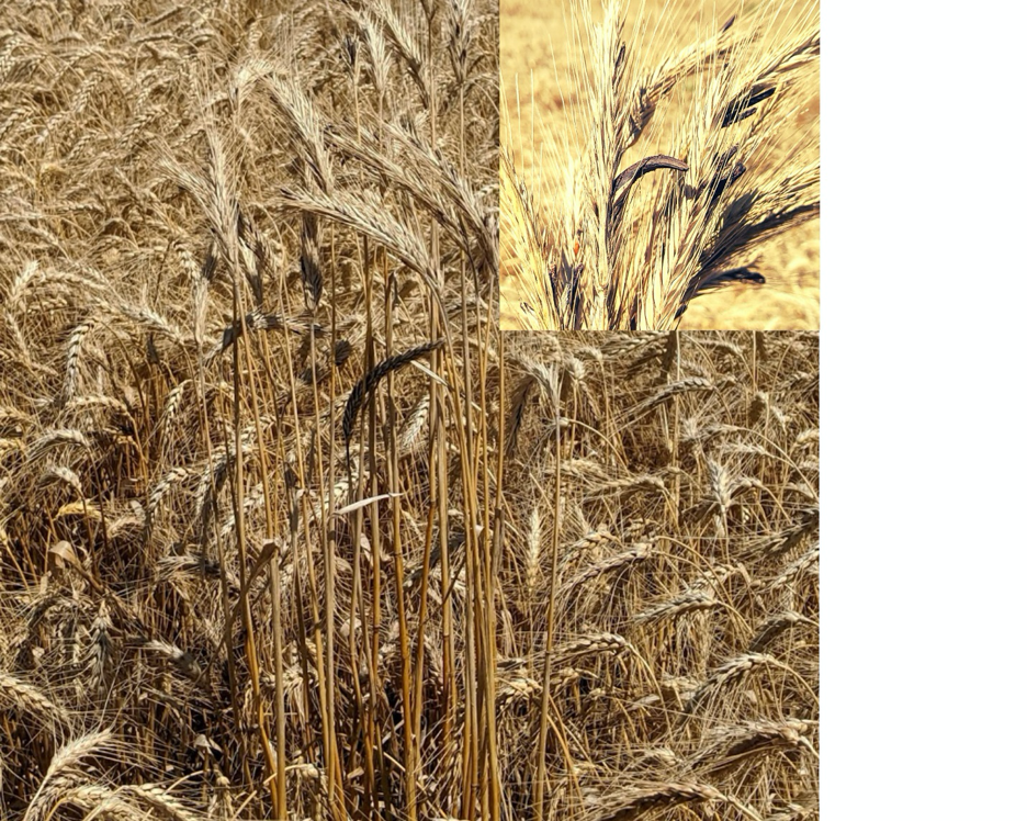 : Golden colored wheat field with much taller, golden colored, volunteer rye within.