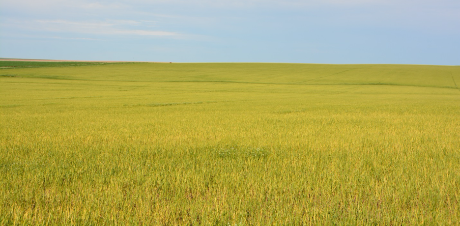 Wheat field that is light green, but most of the field is yellow. Yellowing is due to infection of Wheat streak mosaic virus.