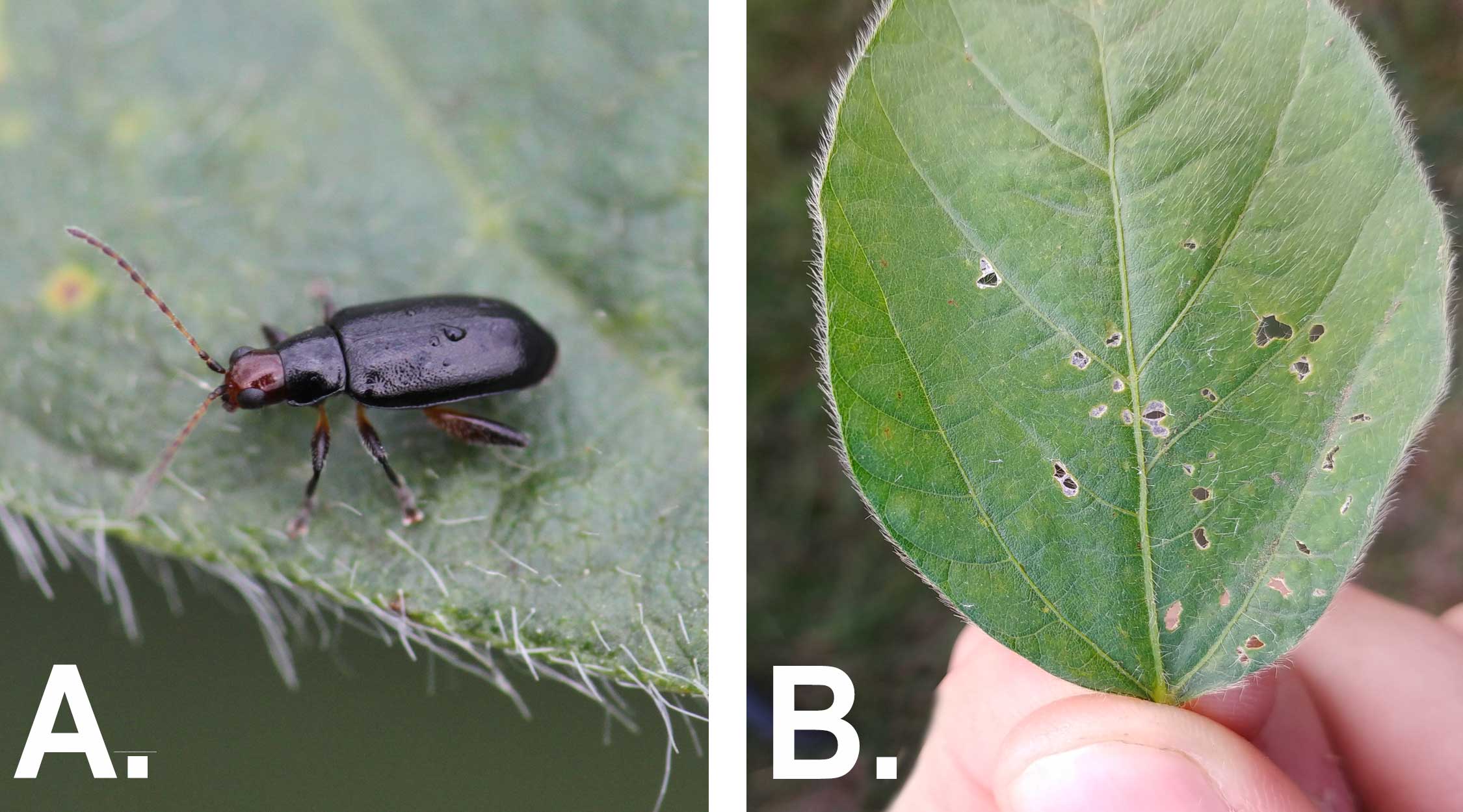 Left: Black beetle with a red head on soybean leaf. Right: Green soybean leaf with small holes near the center and edges.